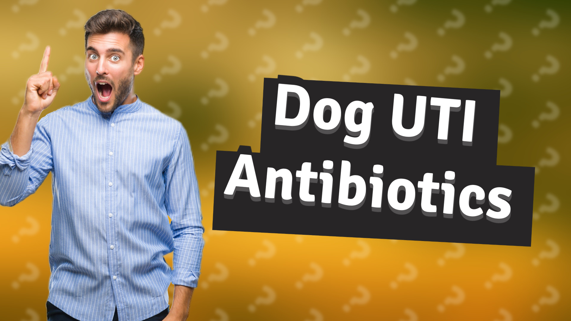 Dog UTI Antibiotics