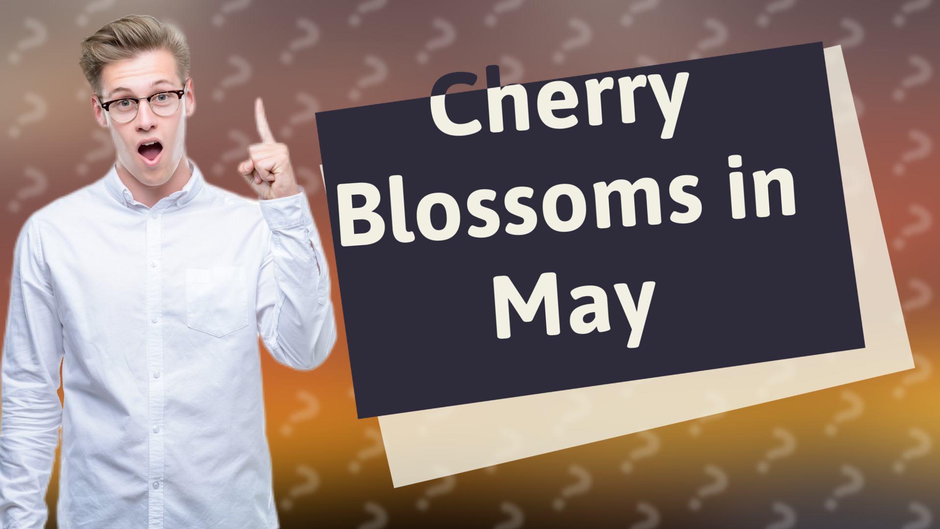 Cherry Blossoms in May