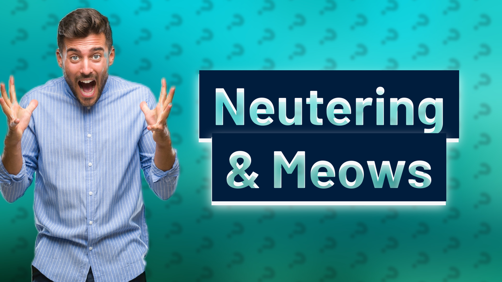 Neutering & Meows