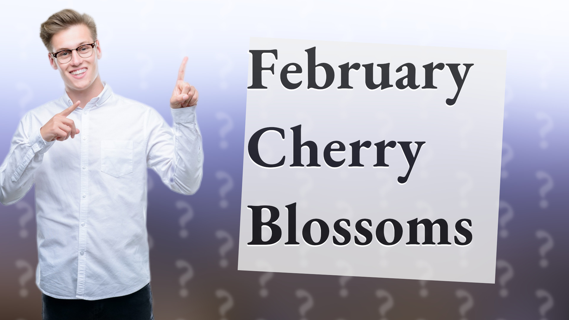 February Cherry Blossoms