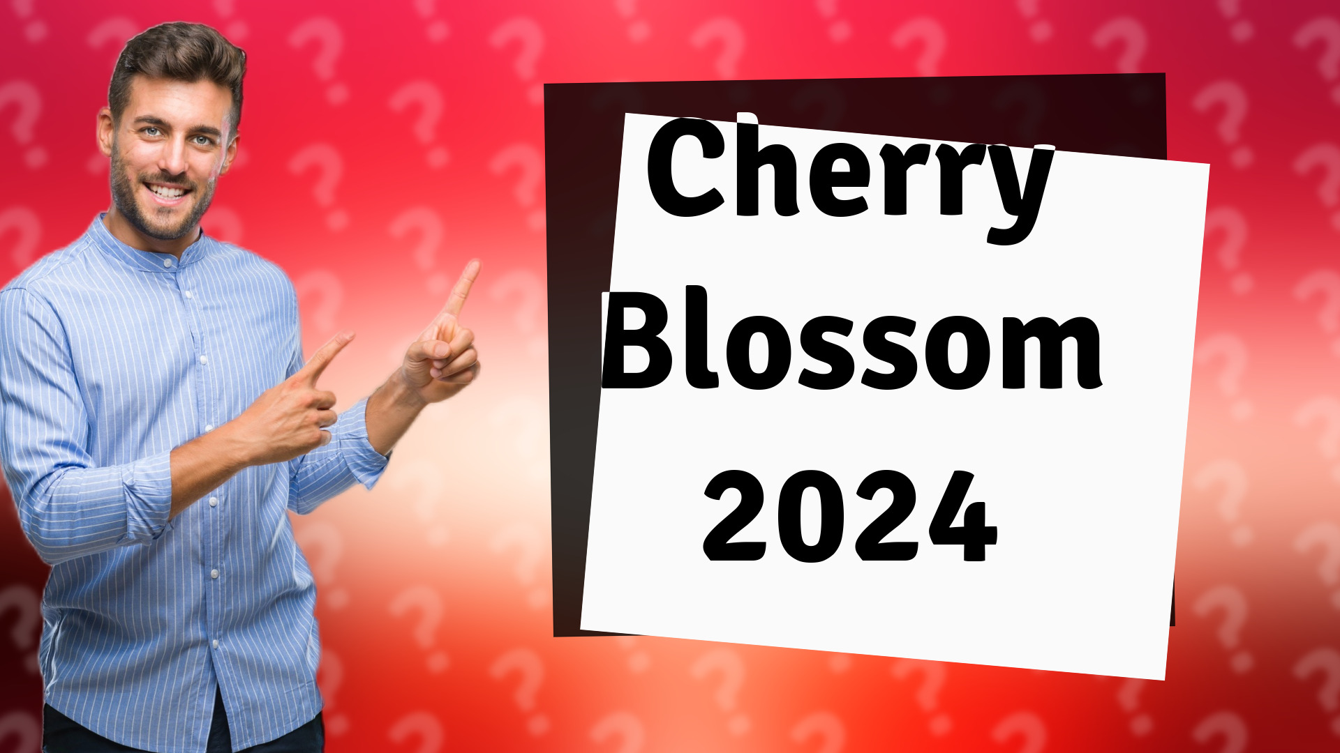 Cherry Blossom 2024