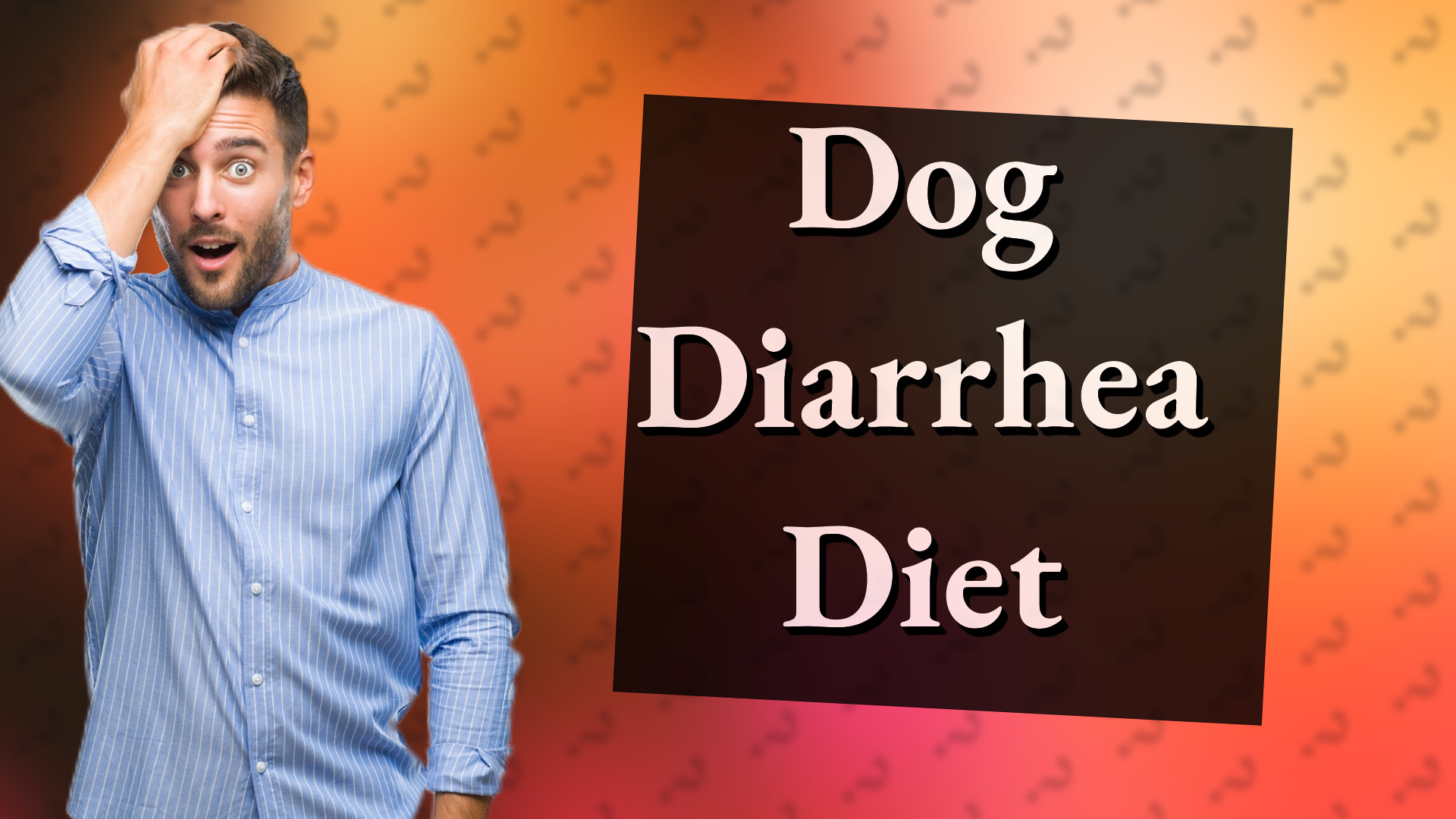 Dog Diarrhea Diet