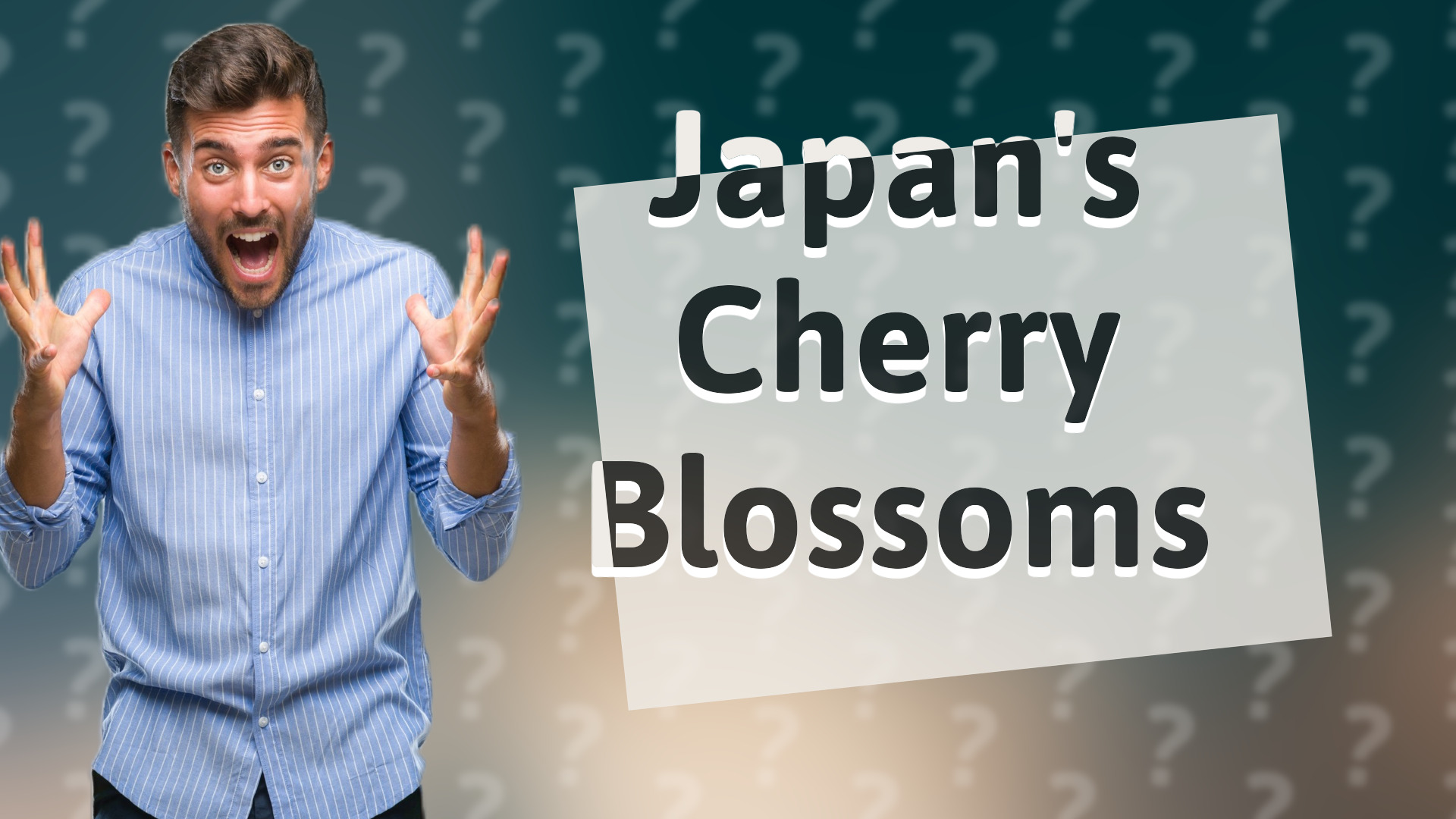 Japan's Cherry Blossoms
