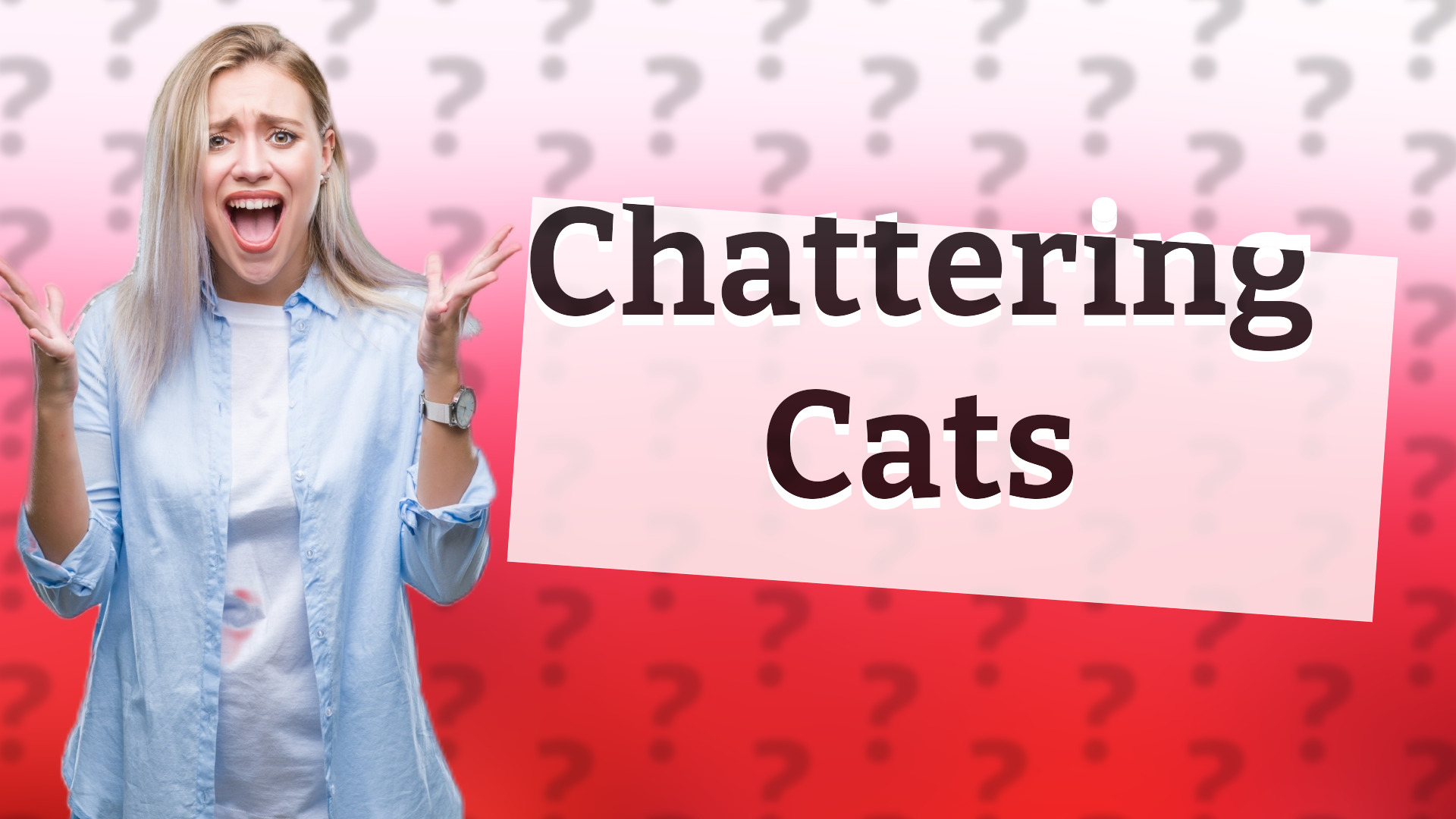 Chattering Cats
