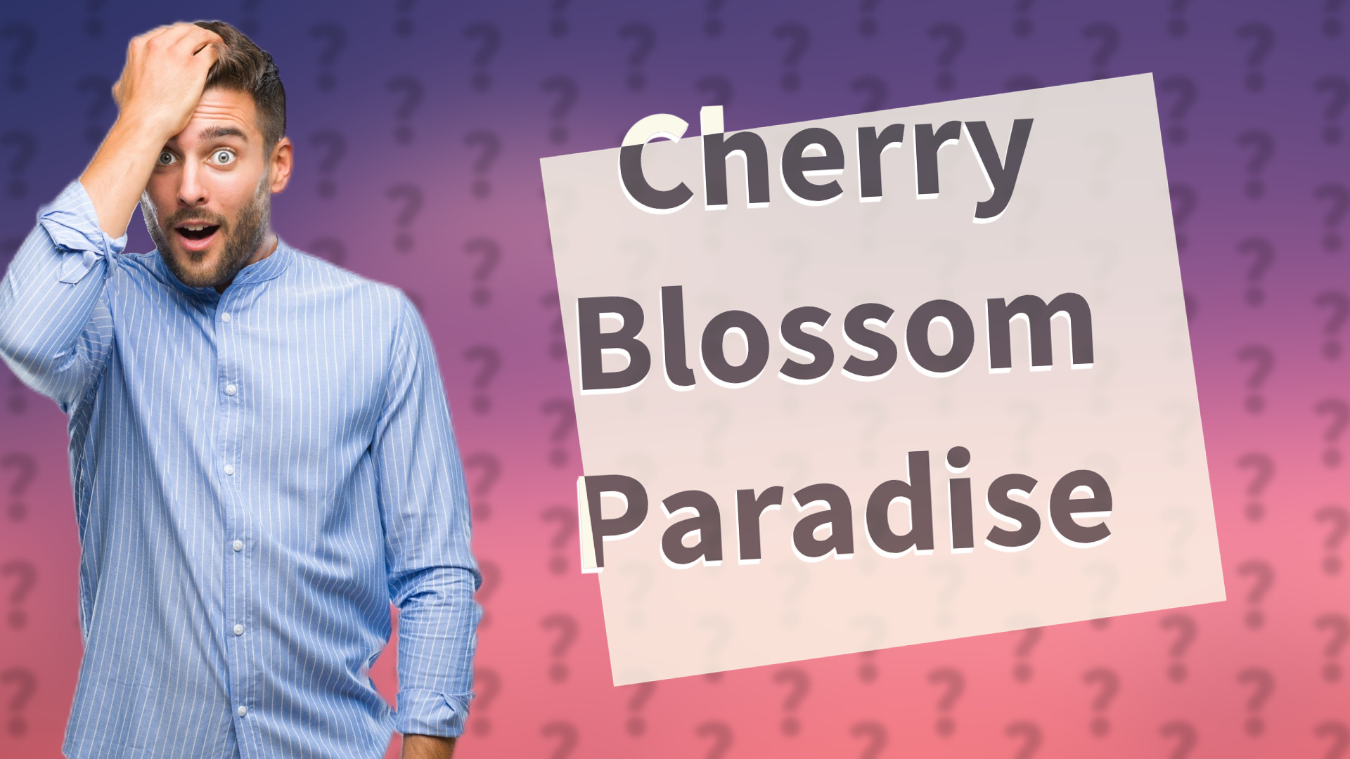 Cherry Blossom Paradise