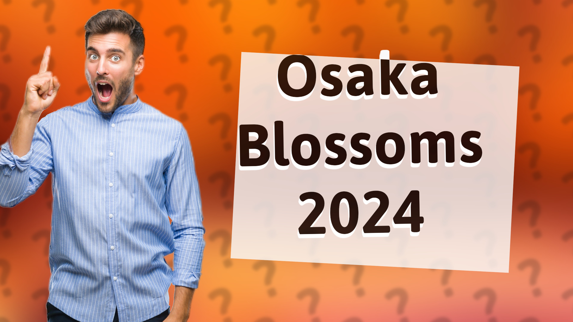 Osaka Blossoms 2024