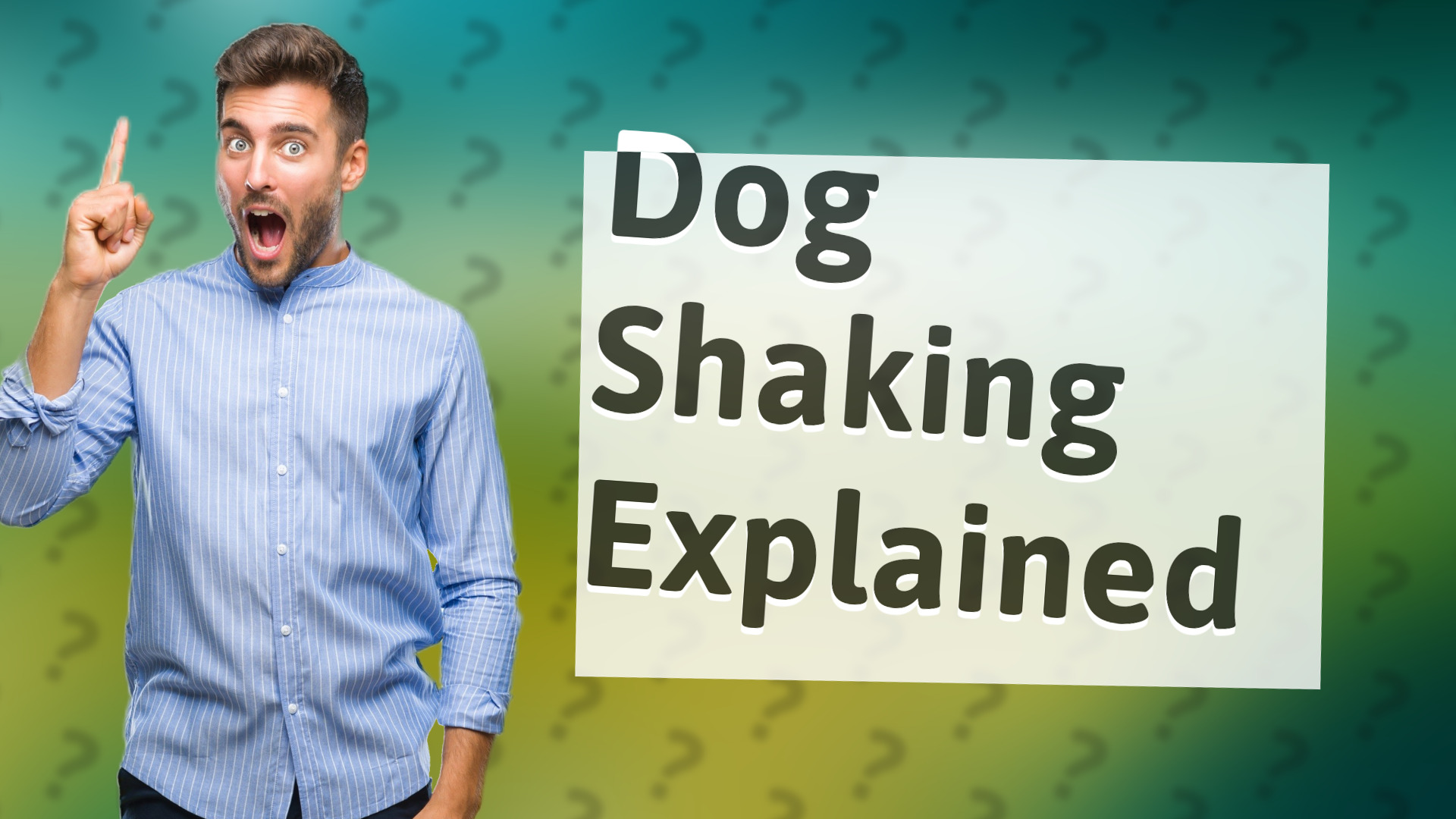 Dog Shaking Explained