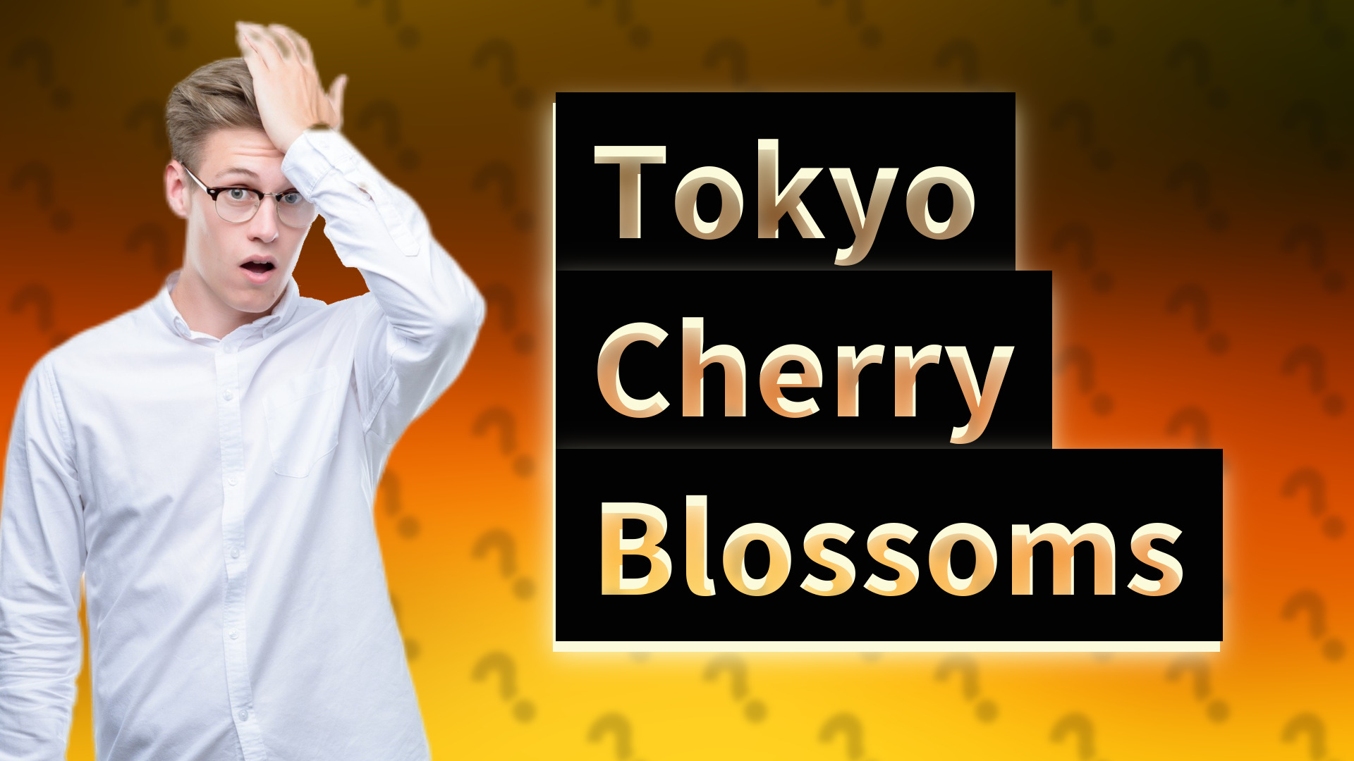 Tokyo Cherry Blossoms