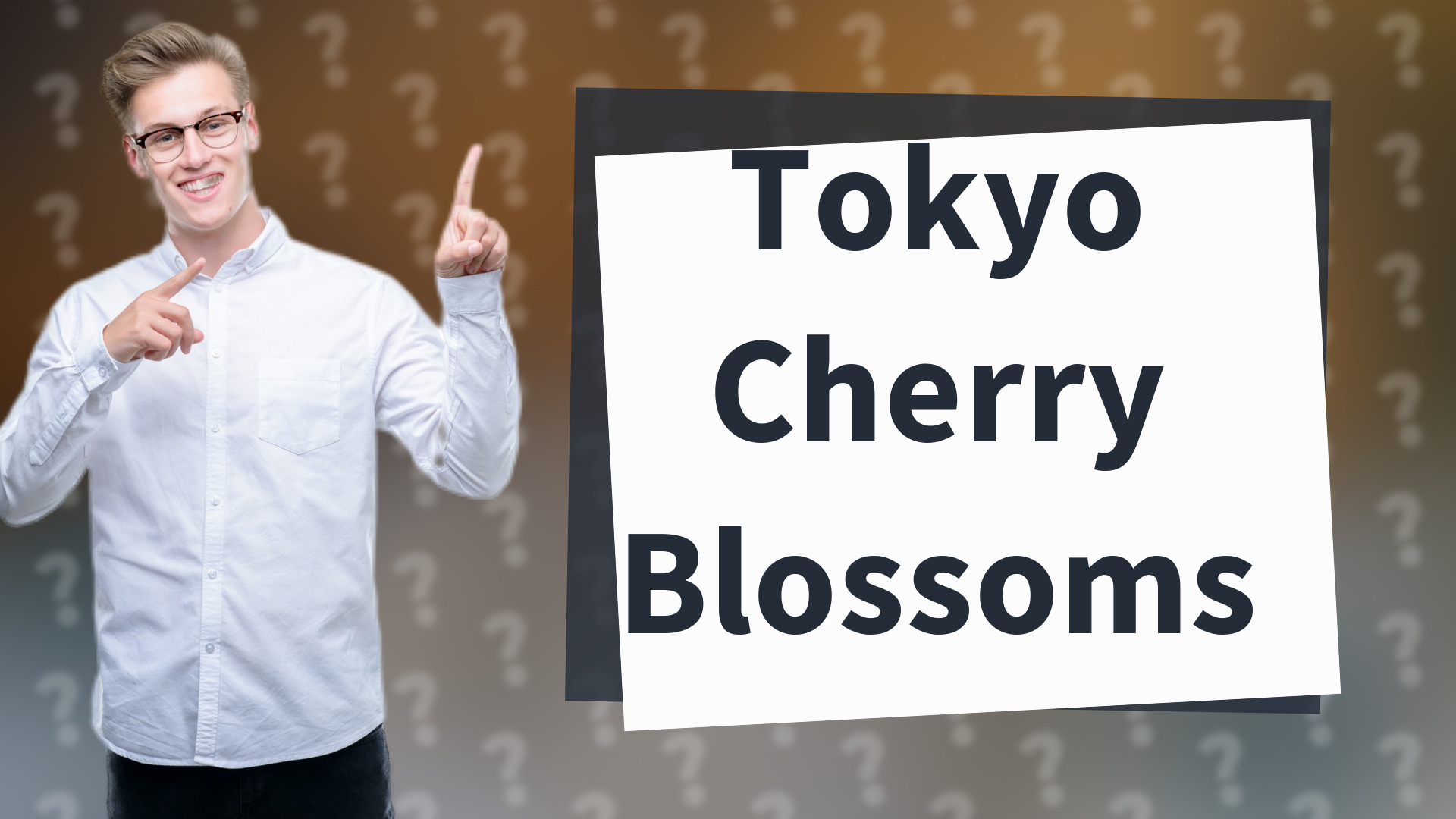Tokyo Cherry Blossoms