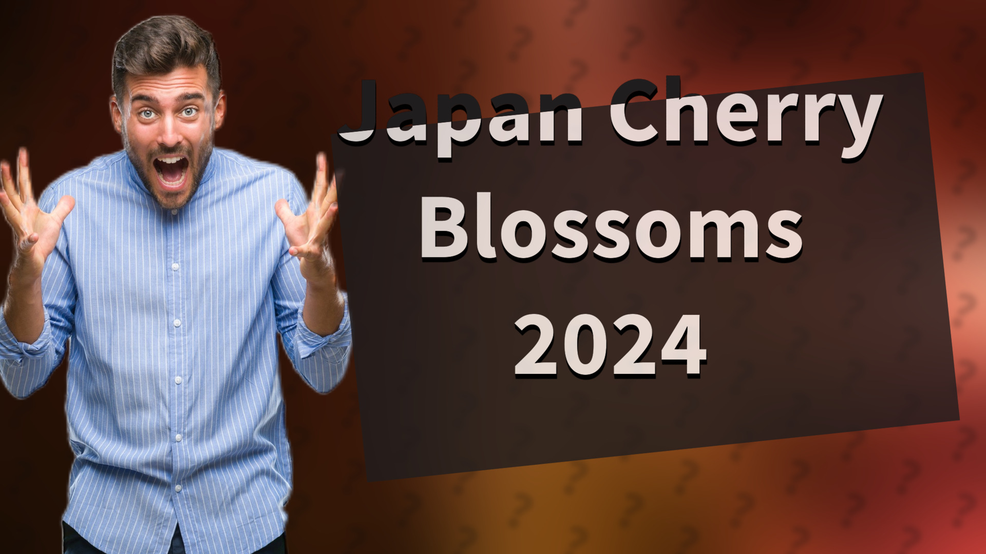 Japan Cherry Blossoms 2024