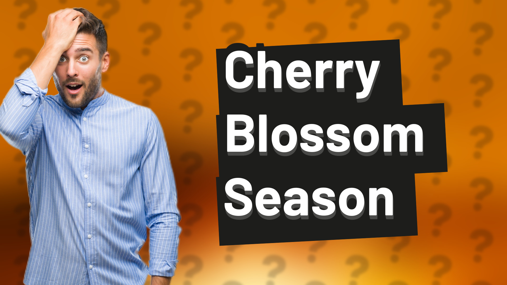 Cherry Blossom Season