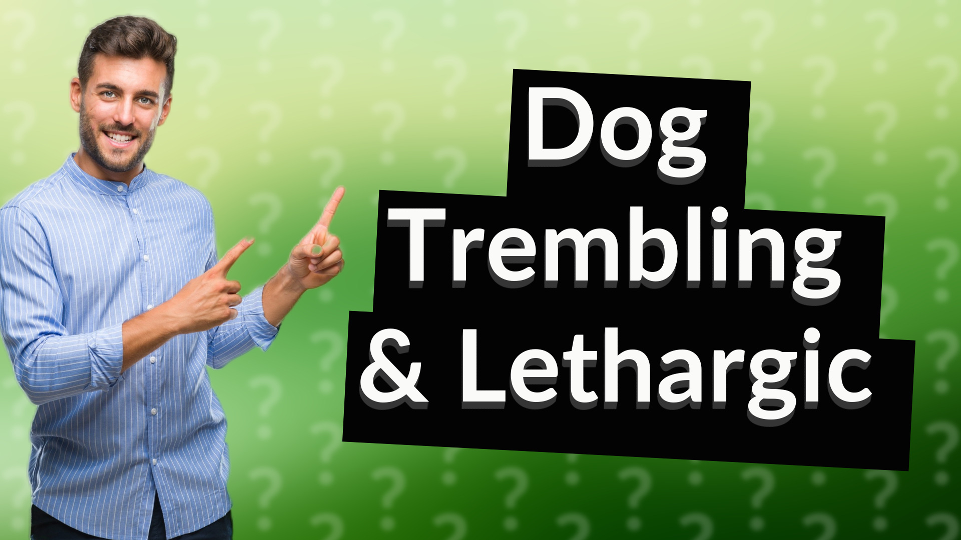 Dog Trembling & Lethargic