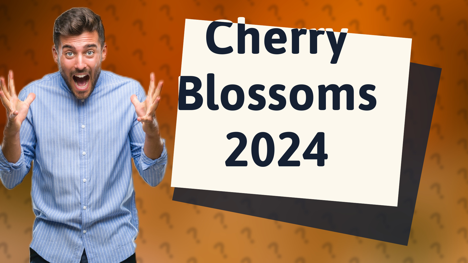 Cherry Blossoms 2024