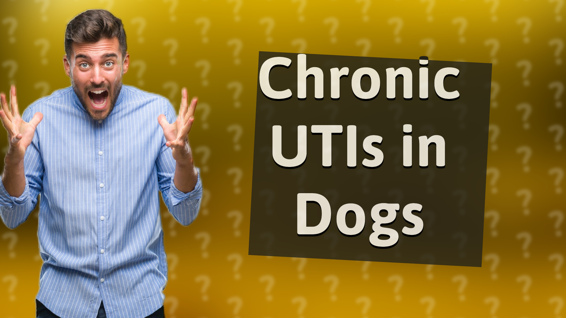 Chronic UTIs in Dogs