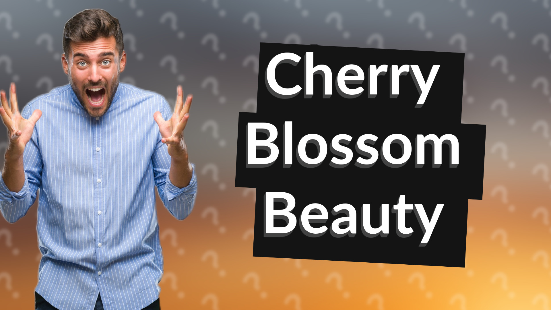 Cherry Blossom Beauty
