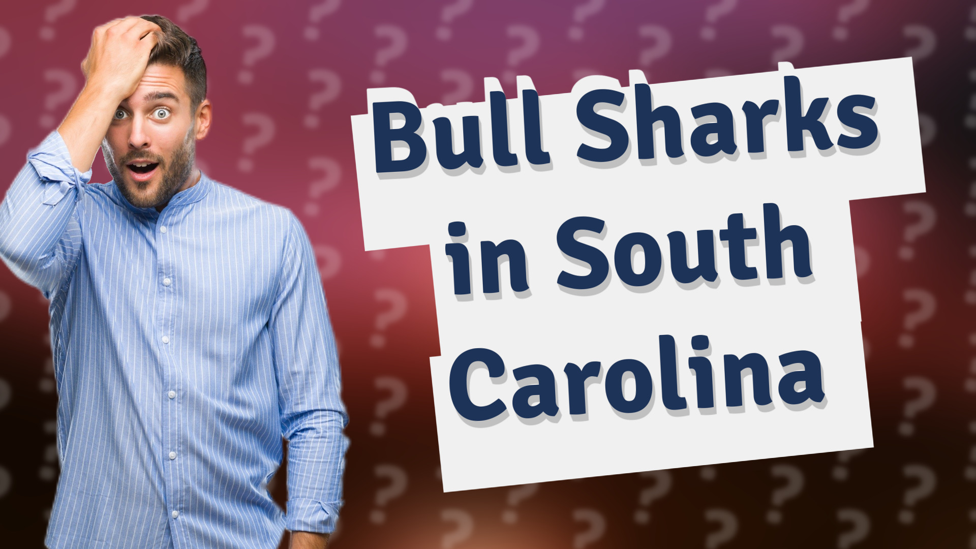 Bull Sharks in South Carolina