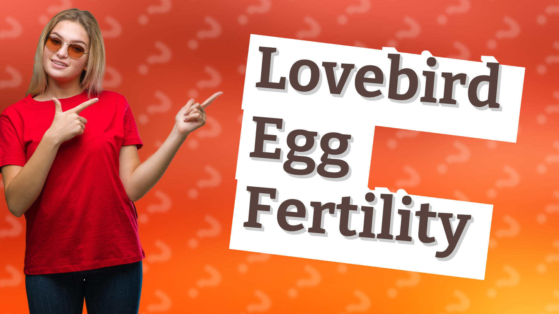 Lovebird Egg Fertility