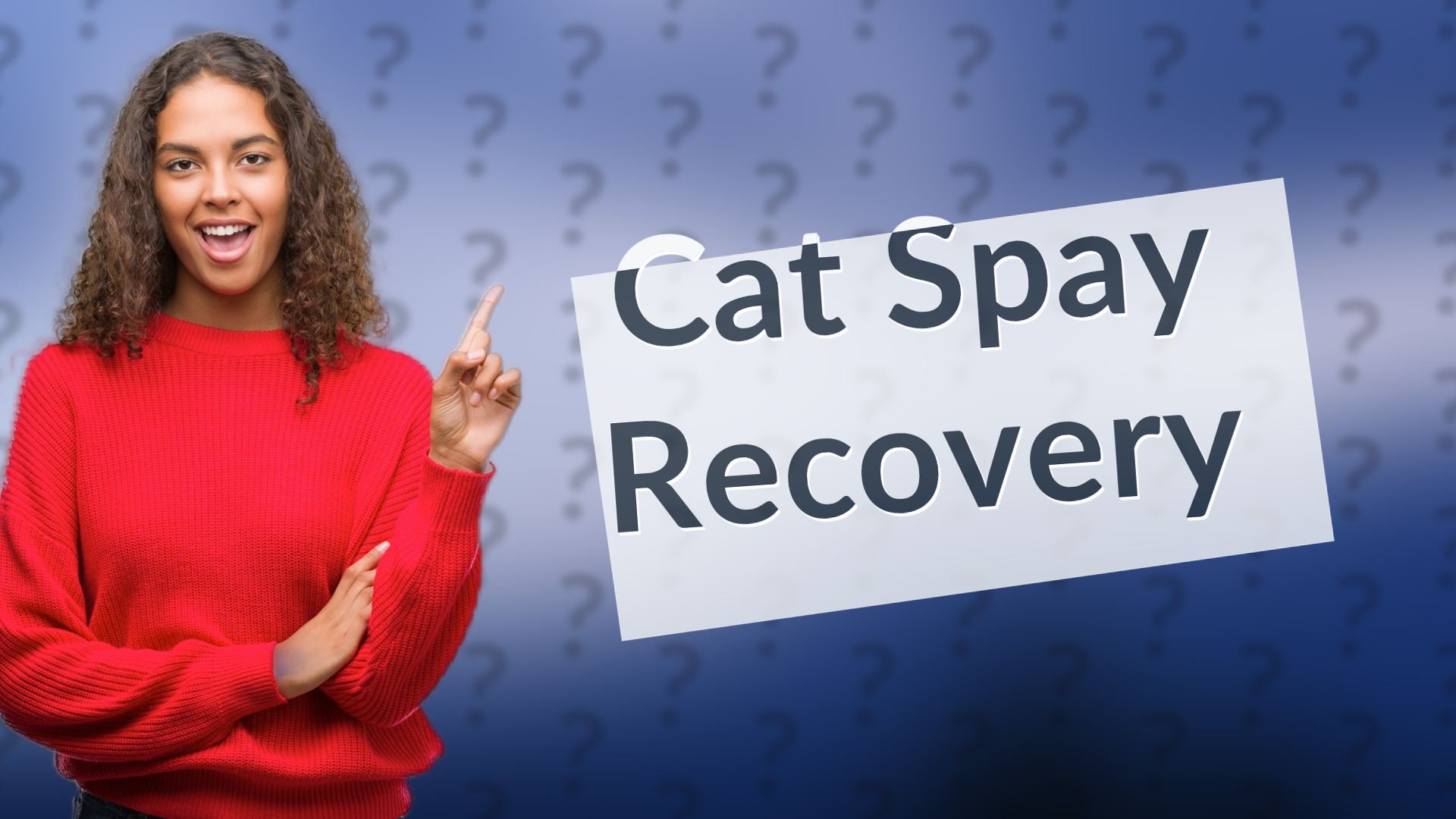 Cat Spay Recovery