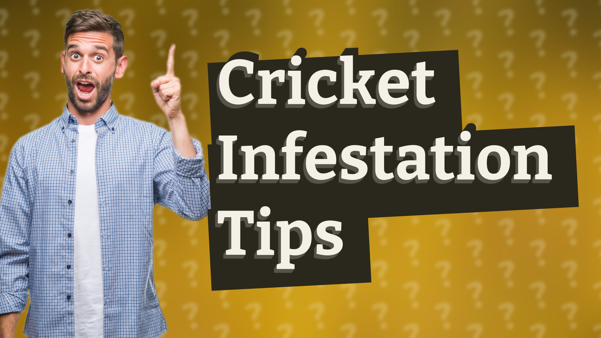 Cricket Infestation Tips