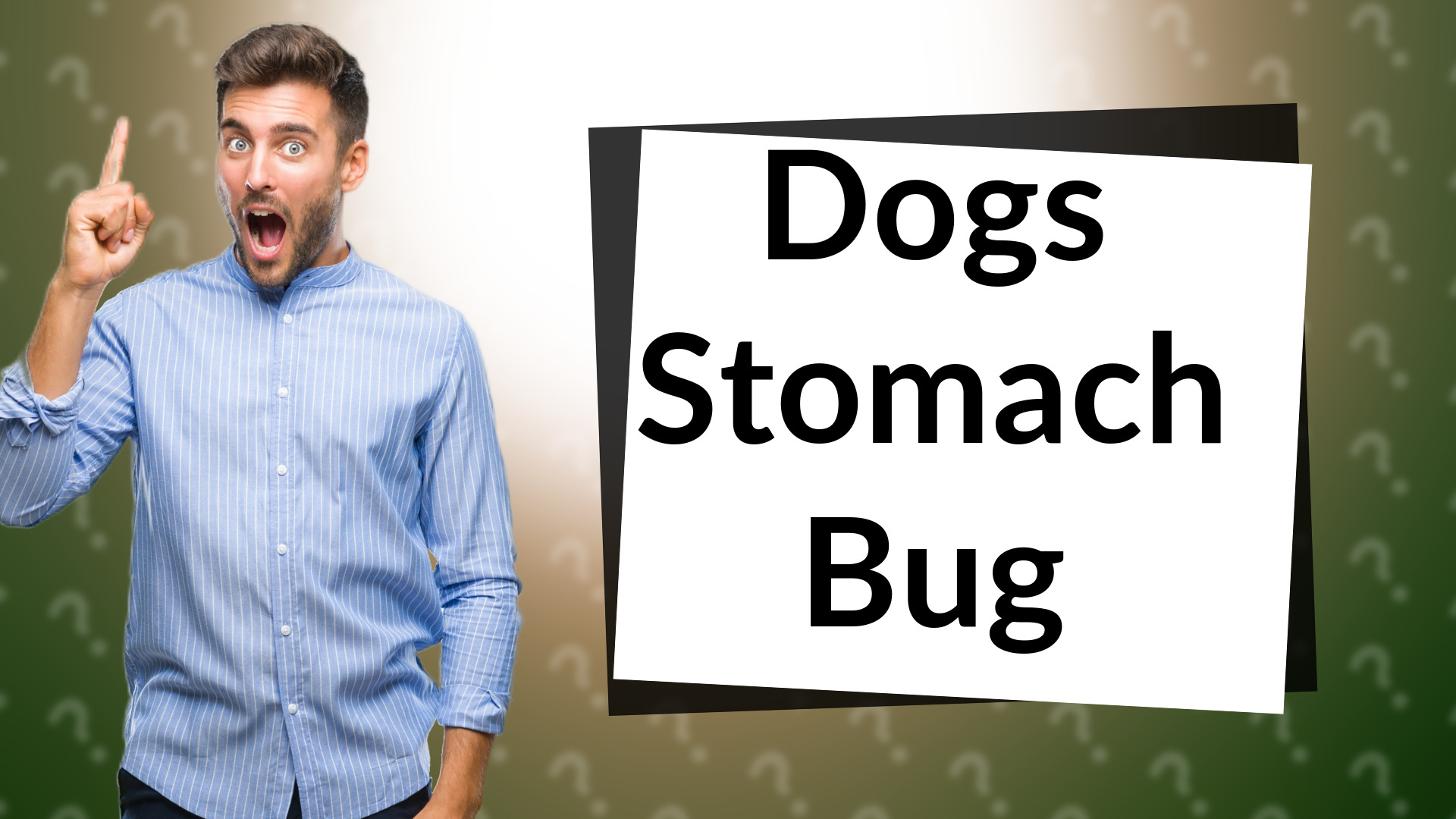 Dogs Stomach Bug