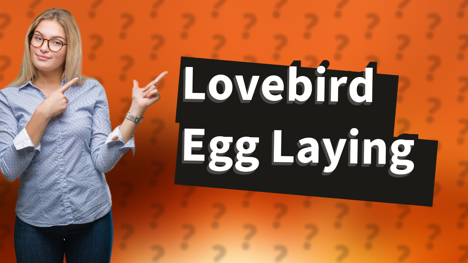 Lovebird Egg Laying
