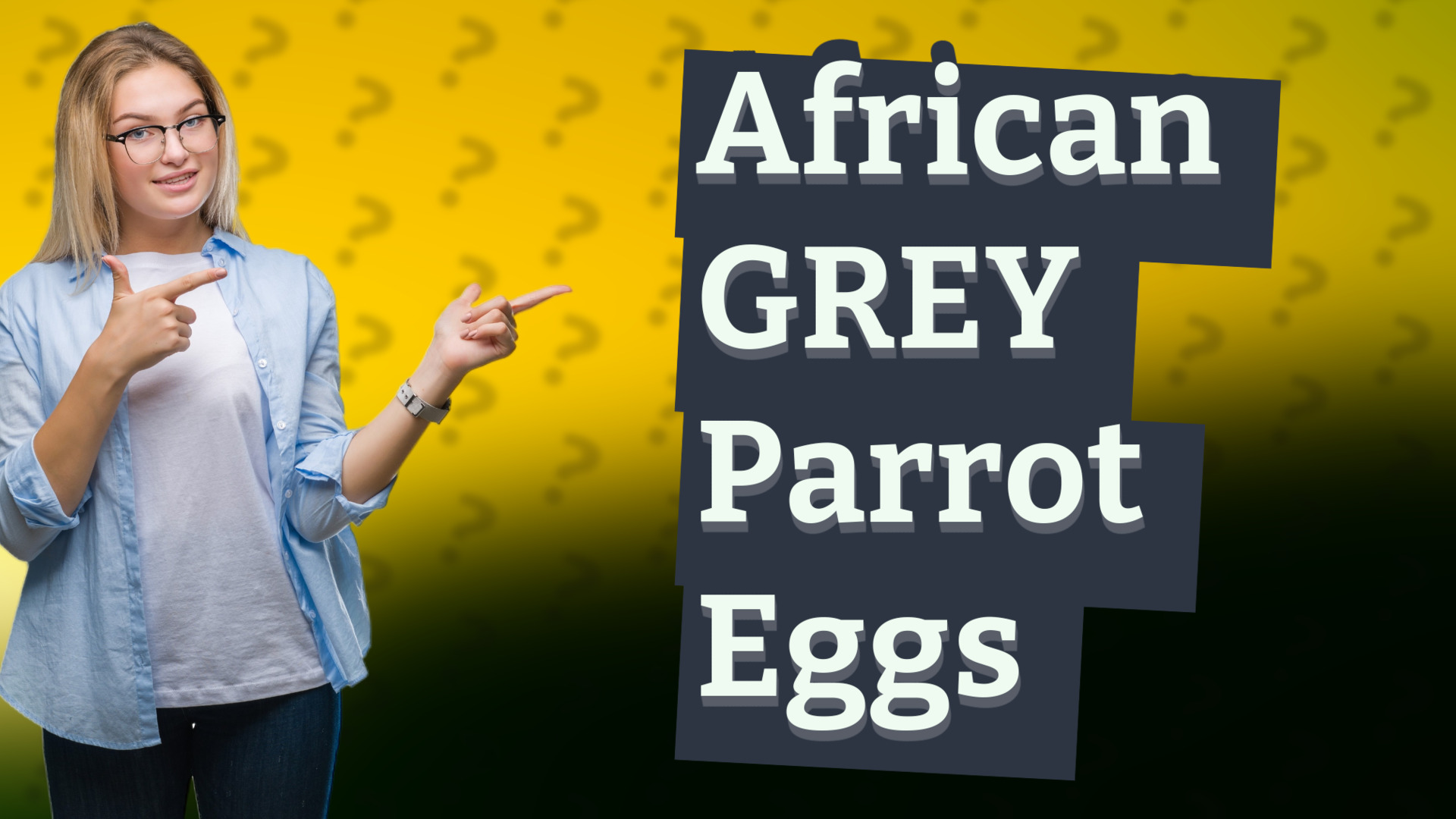 African GREY Parrot Eggs