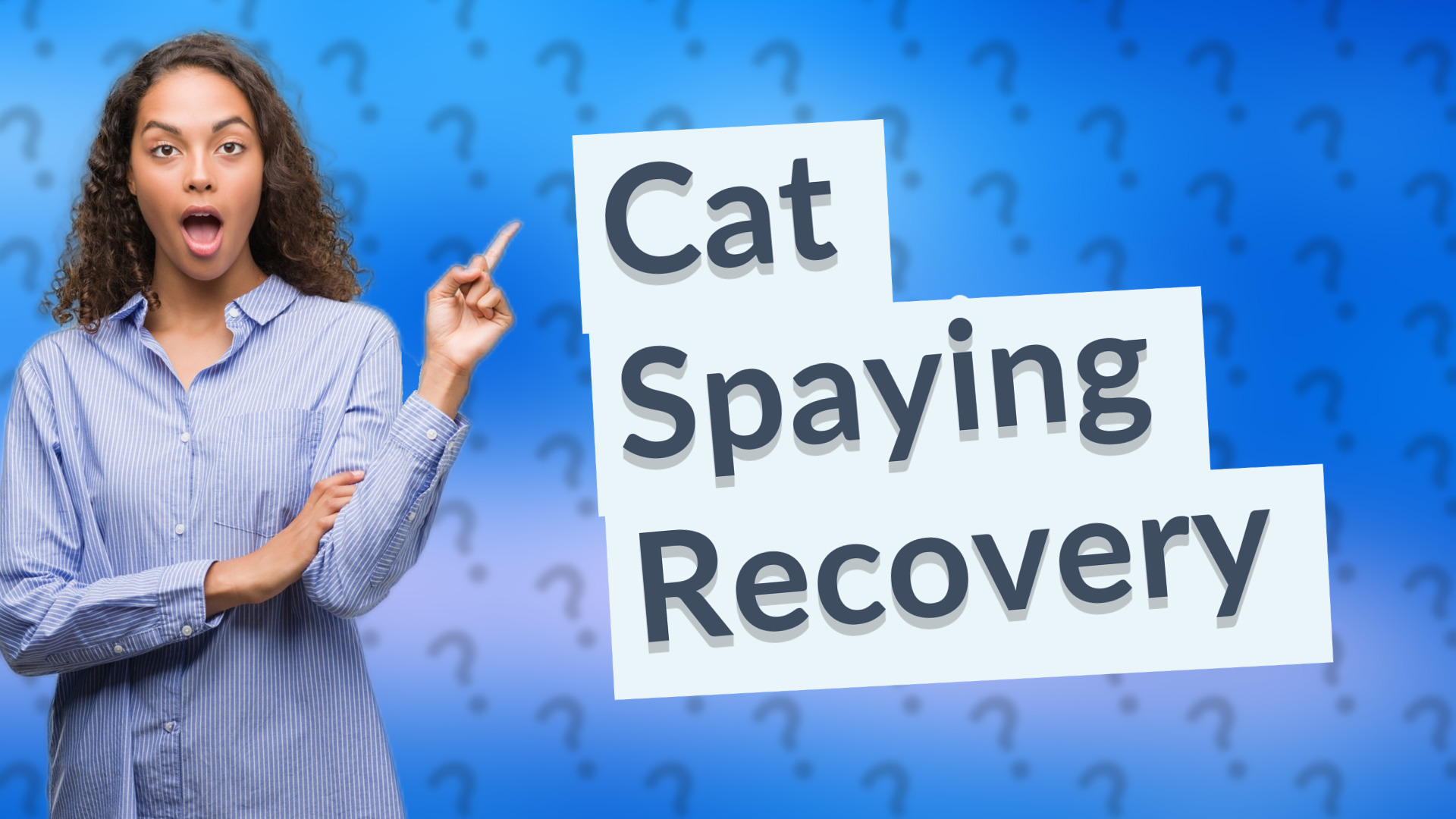 Cat Spaying Recovery
