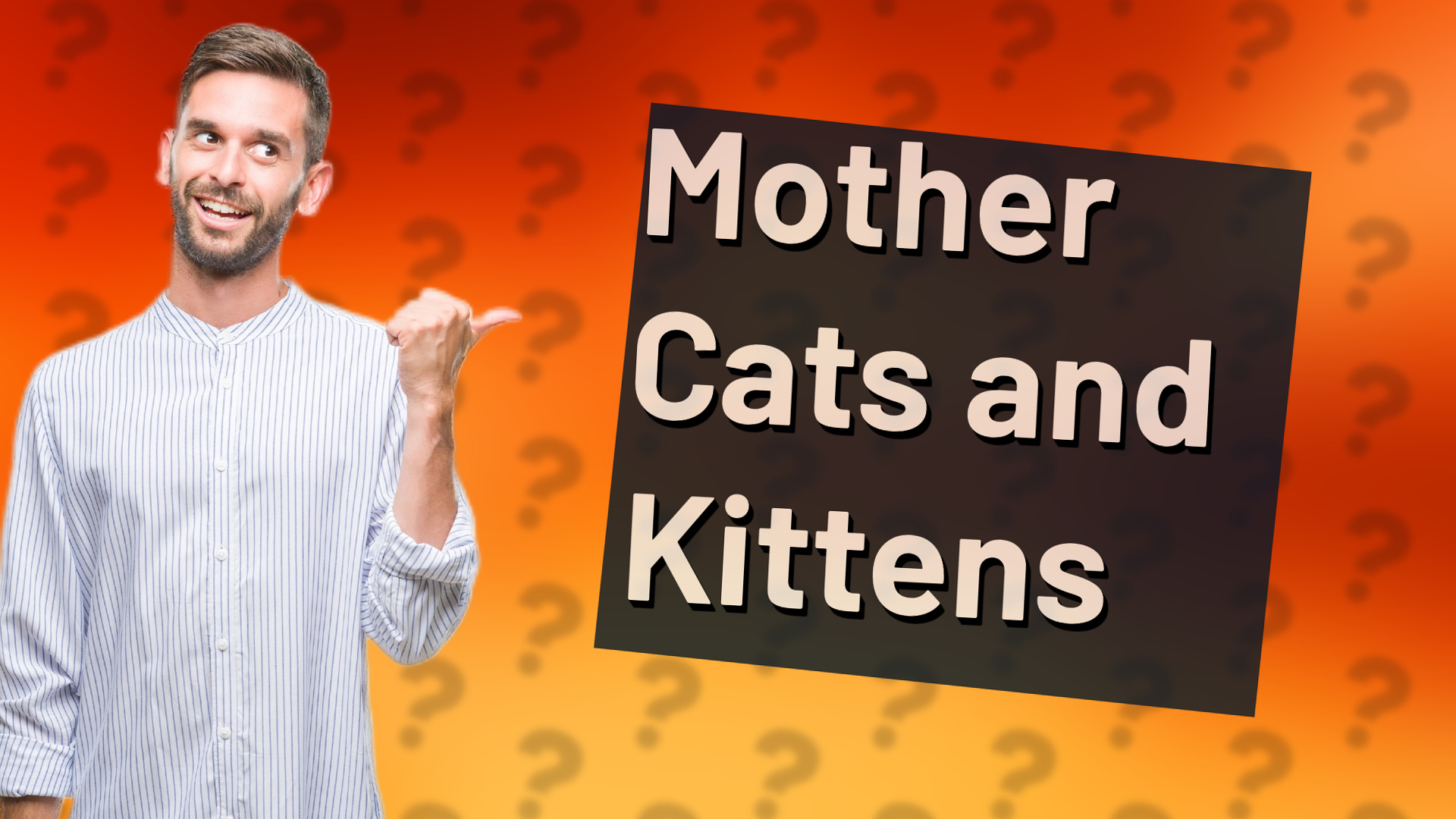 Mother Cats and Kittens