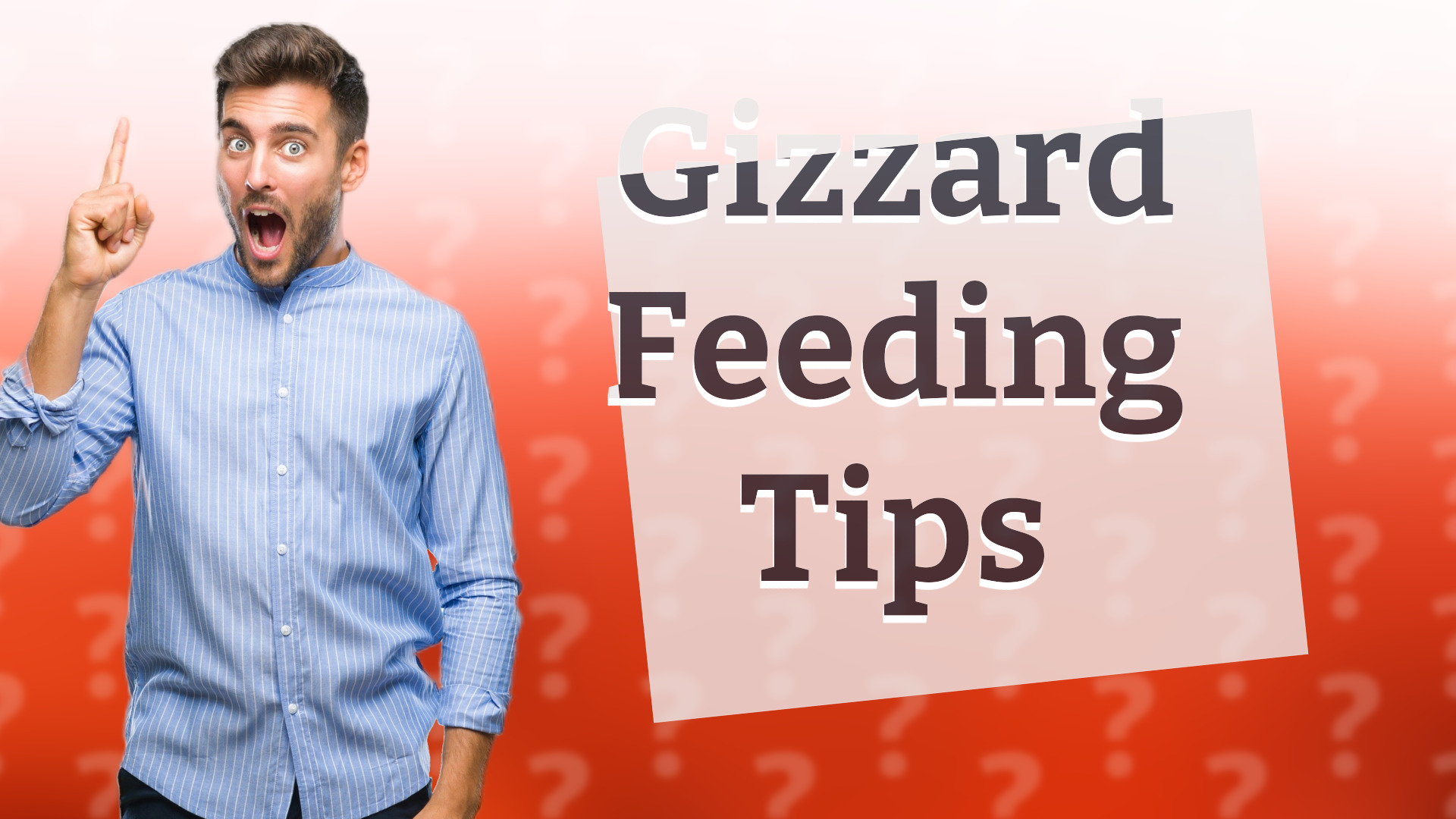 Gizzard Feeding Tips