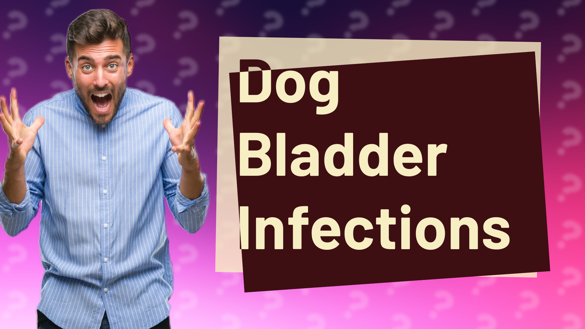 Dog Bladder Infections