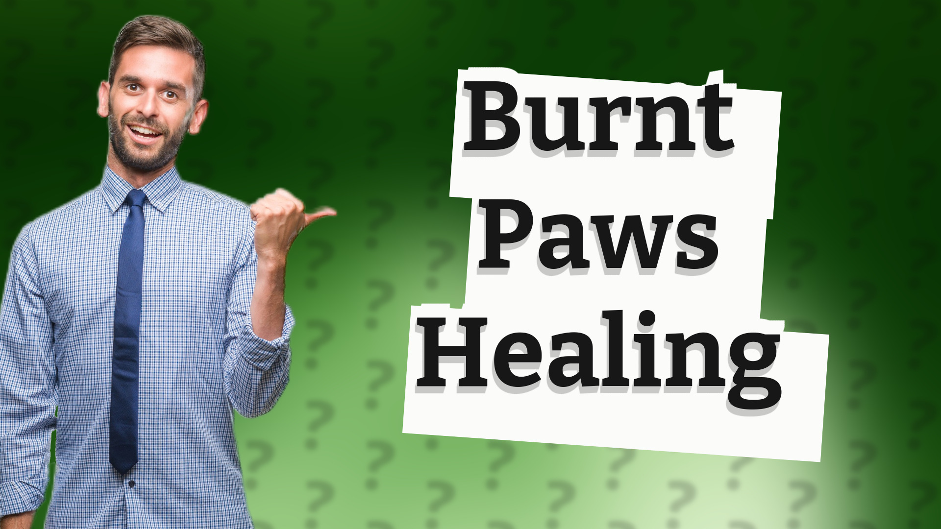 Burnt Paws Healing