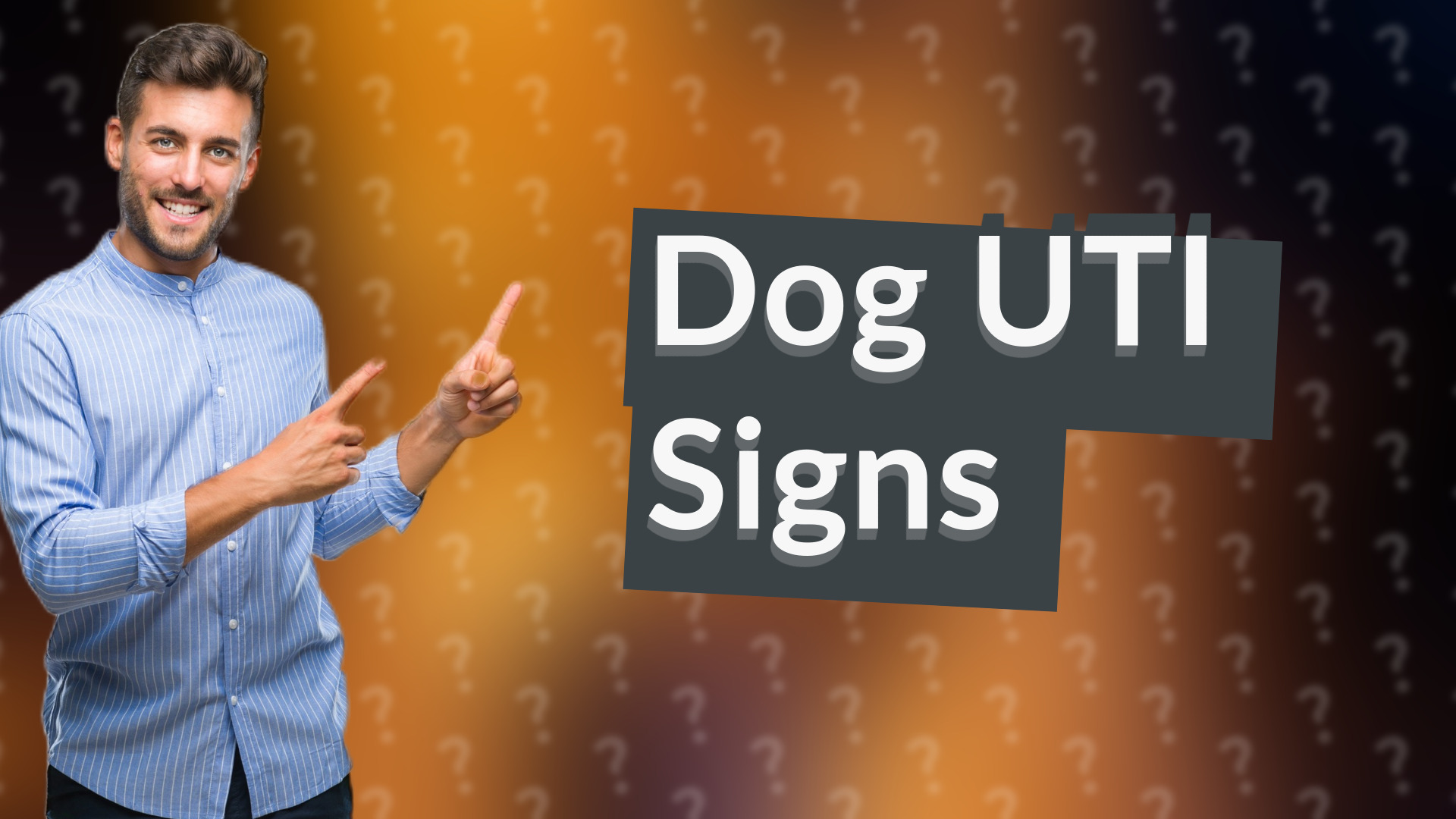 Dog UTI Signs