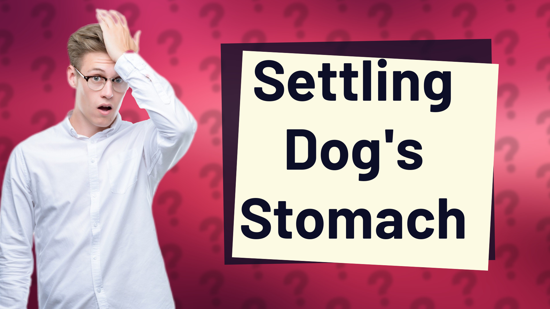 Settling Dog's Stomach