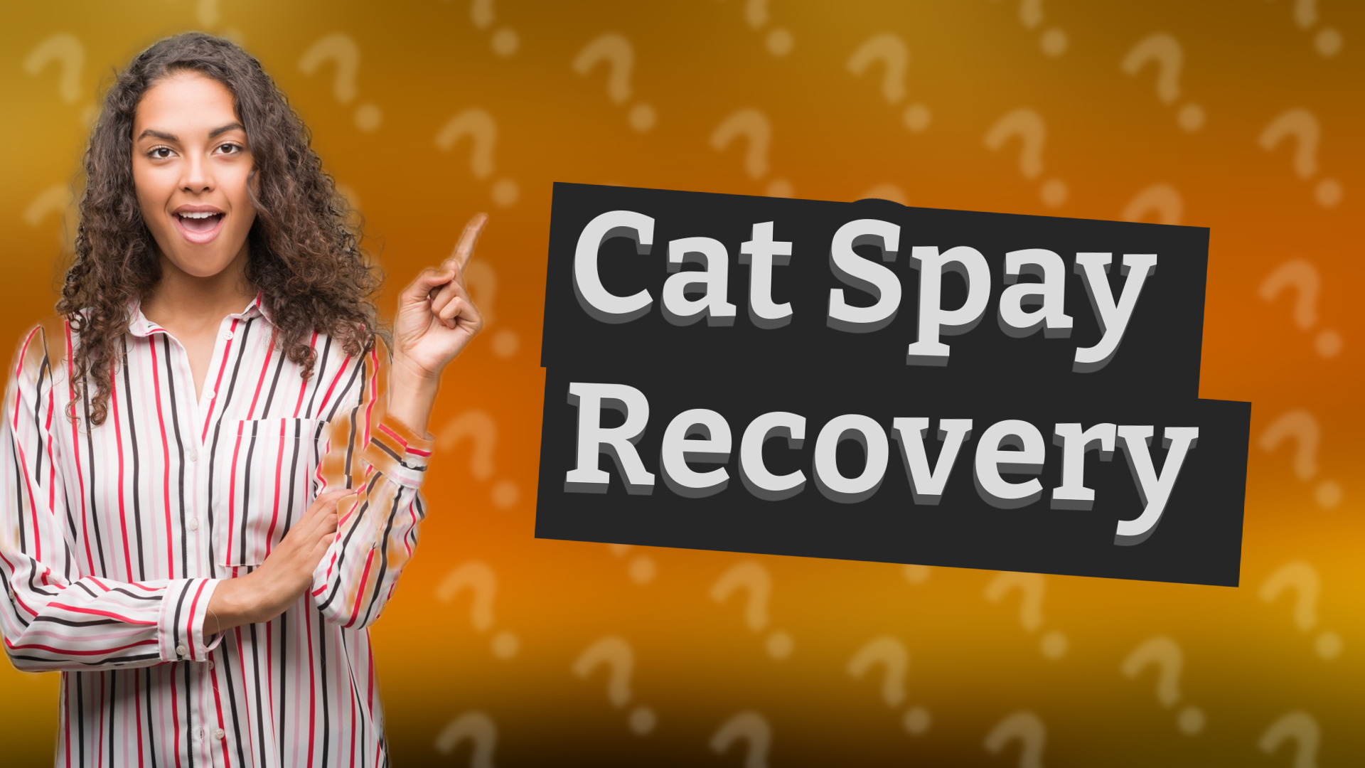 Cat Spay Recovery