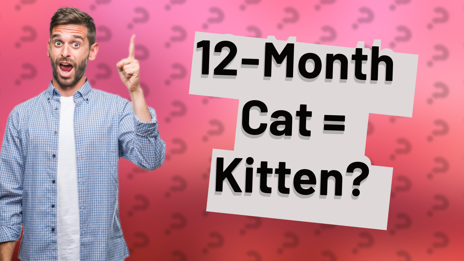12-Month Cat = Kitten?