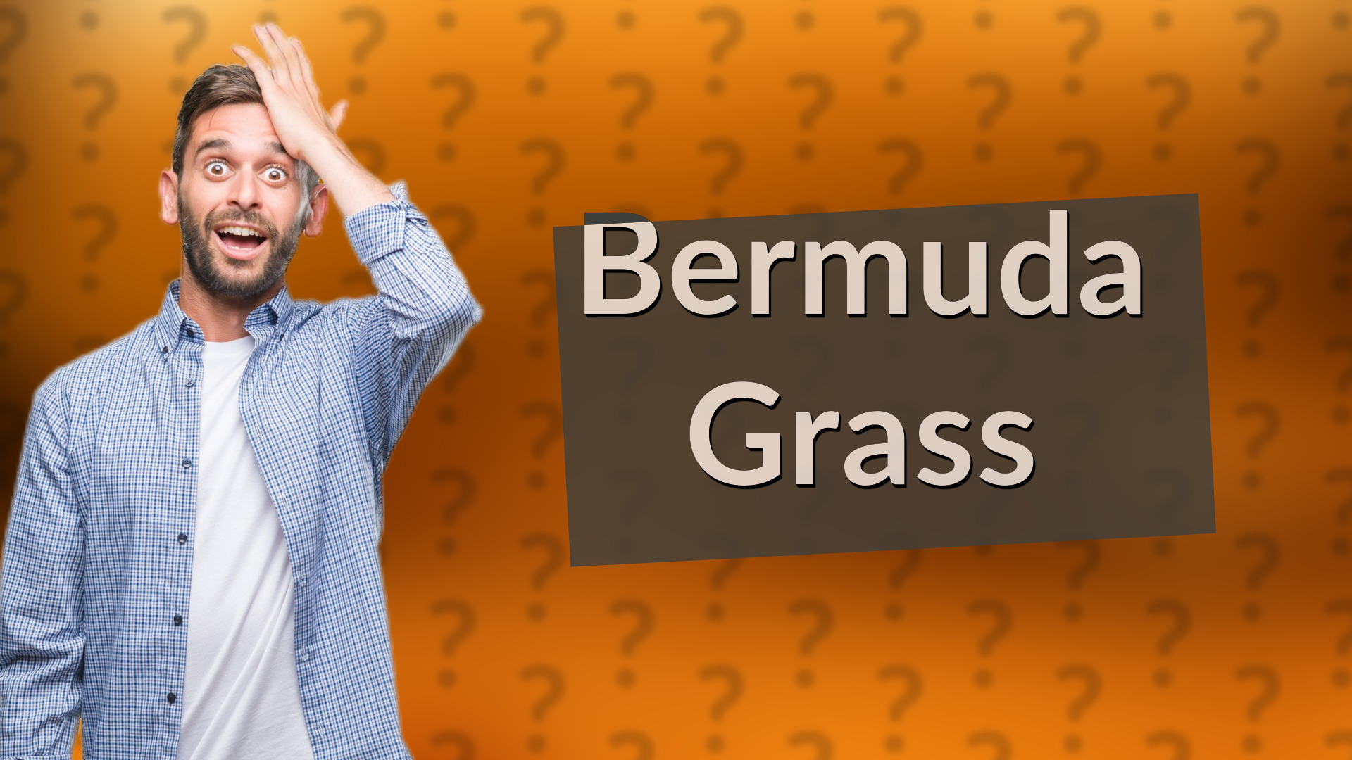 Bermuda Grass