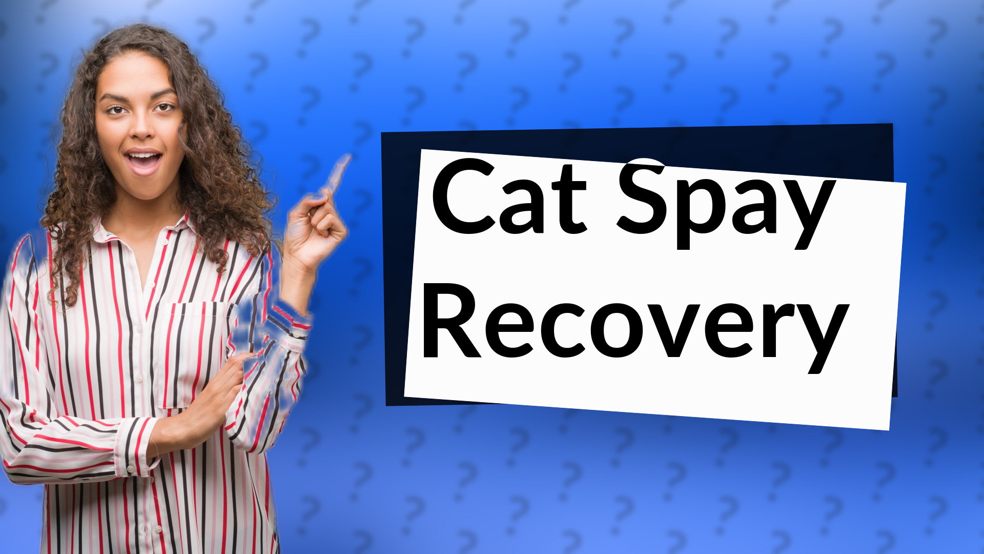 Cat Spay Recovery