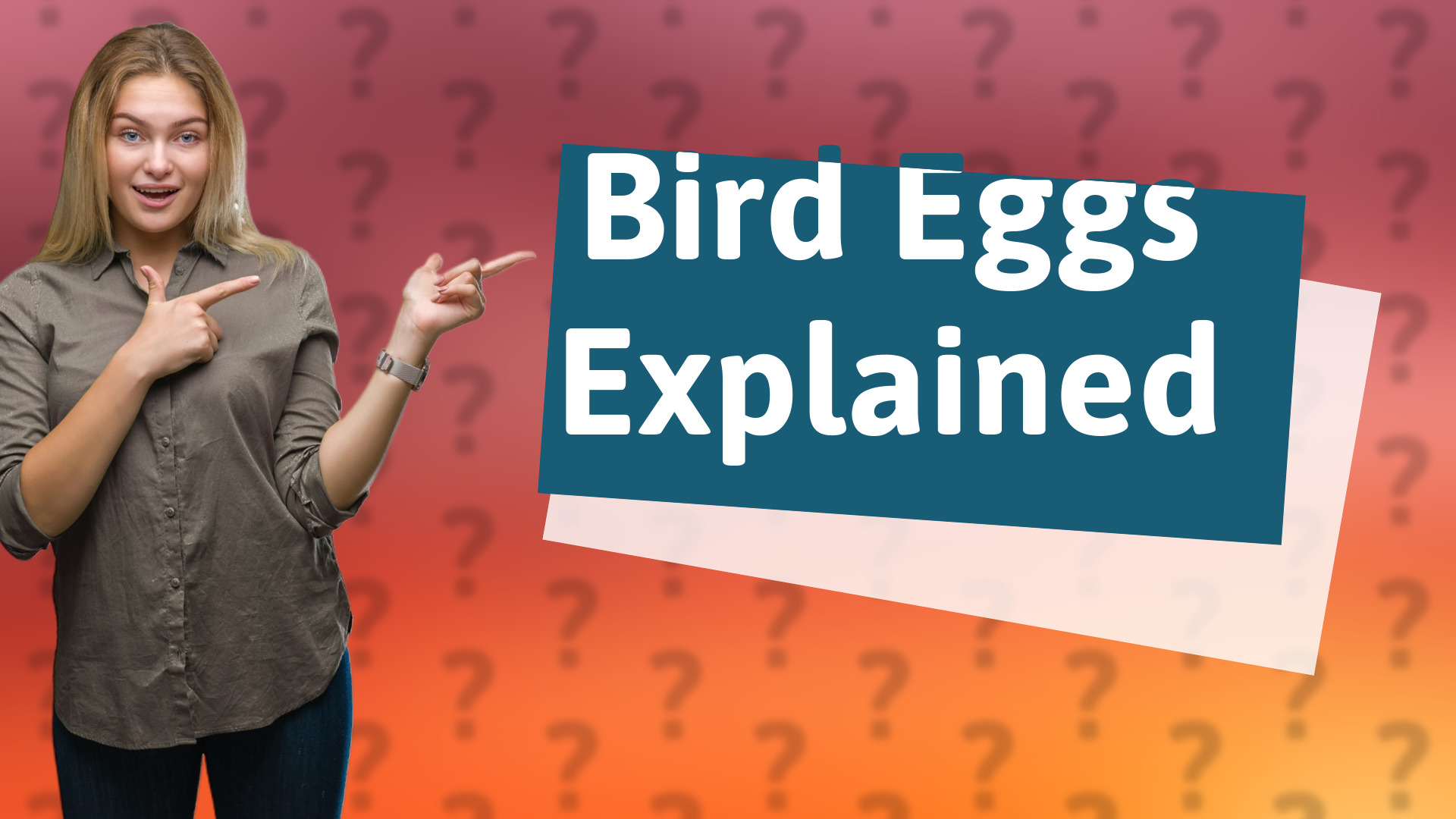 Bird Eggs Explained