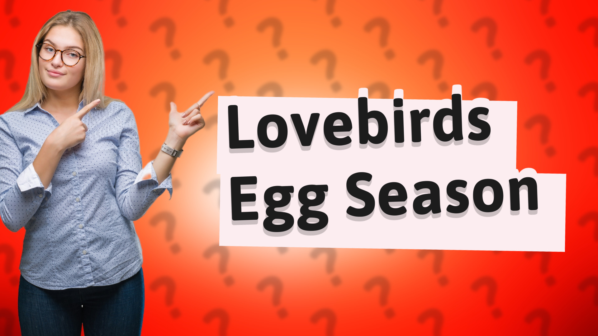 Lovebirds Egg Season
