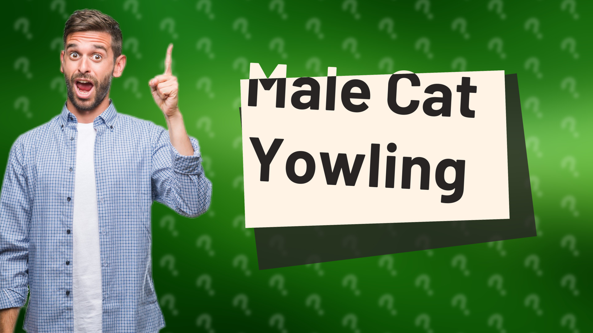 Male Cat Yowling