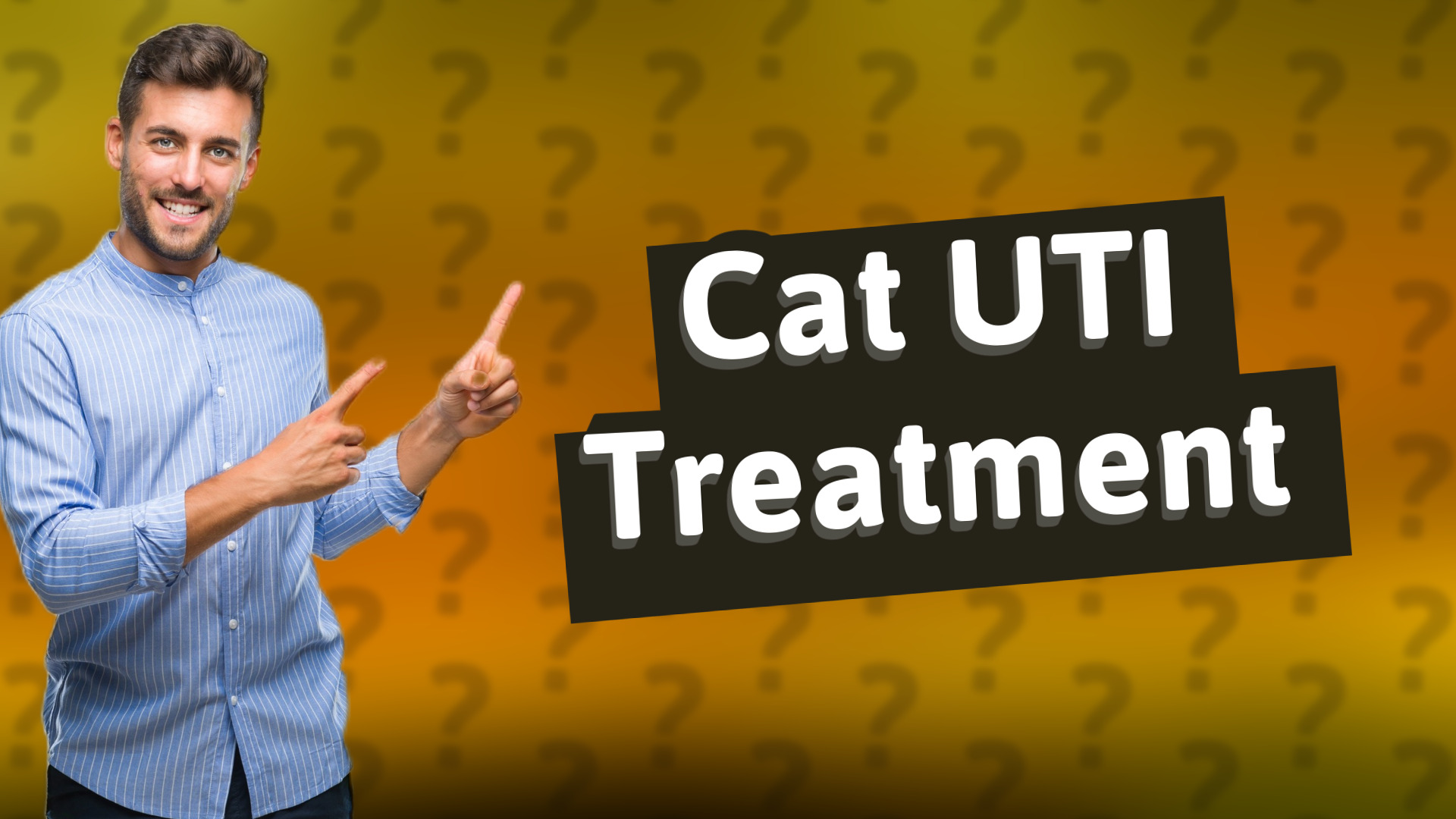 Cat UTI Treatment