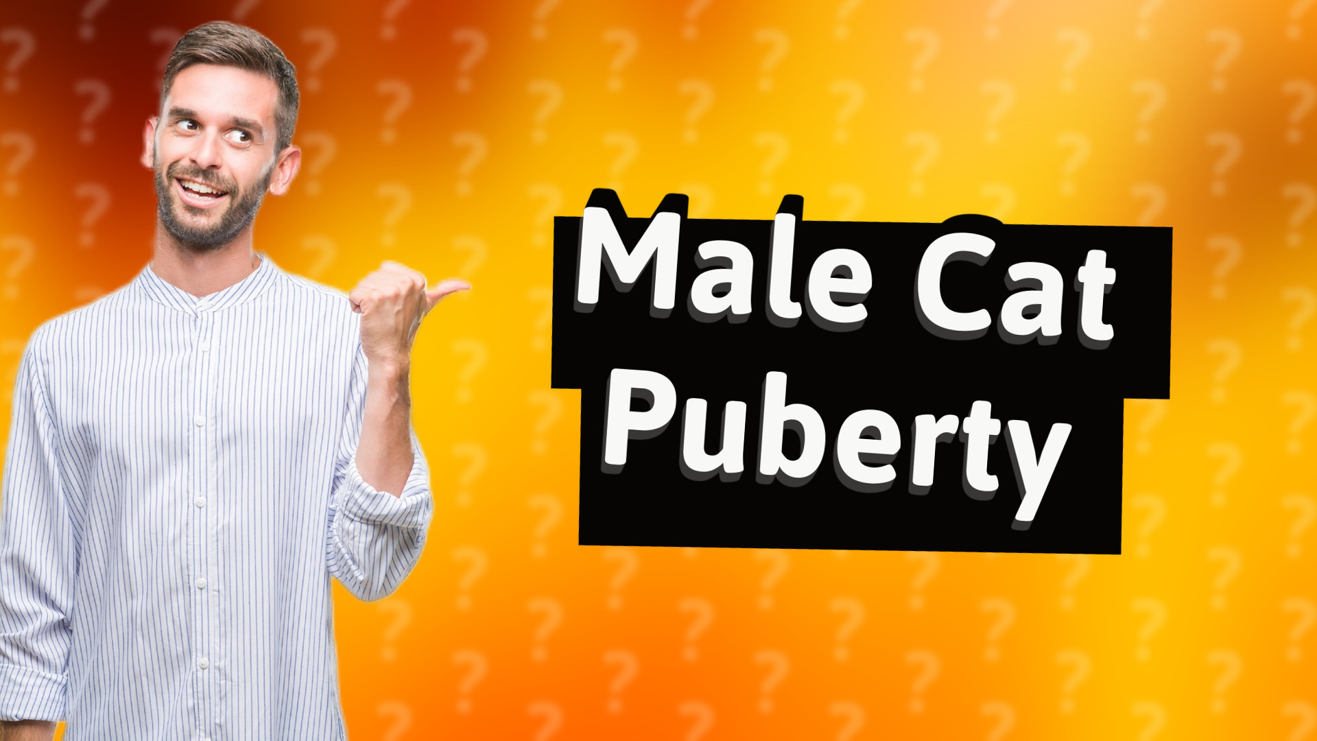 Male Cat Puberty