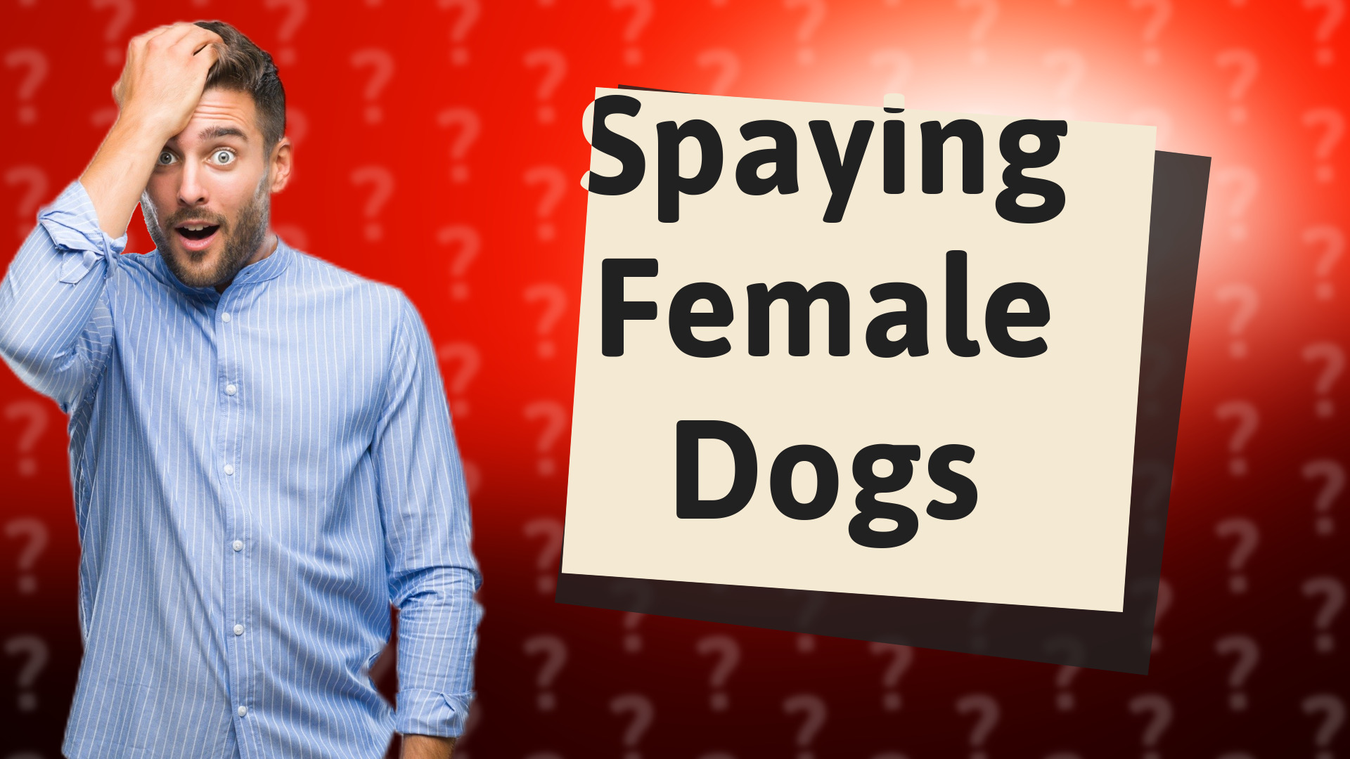 Spaying Female Dogs