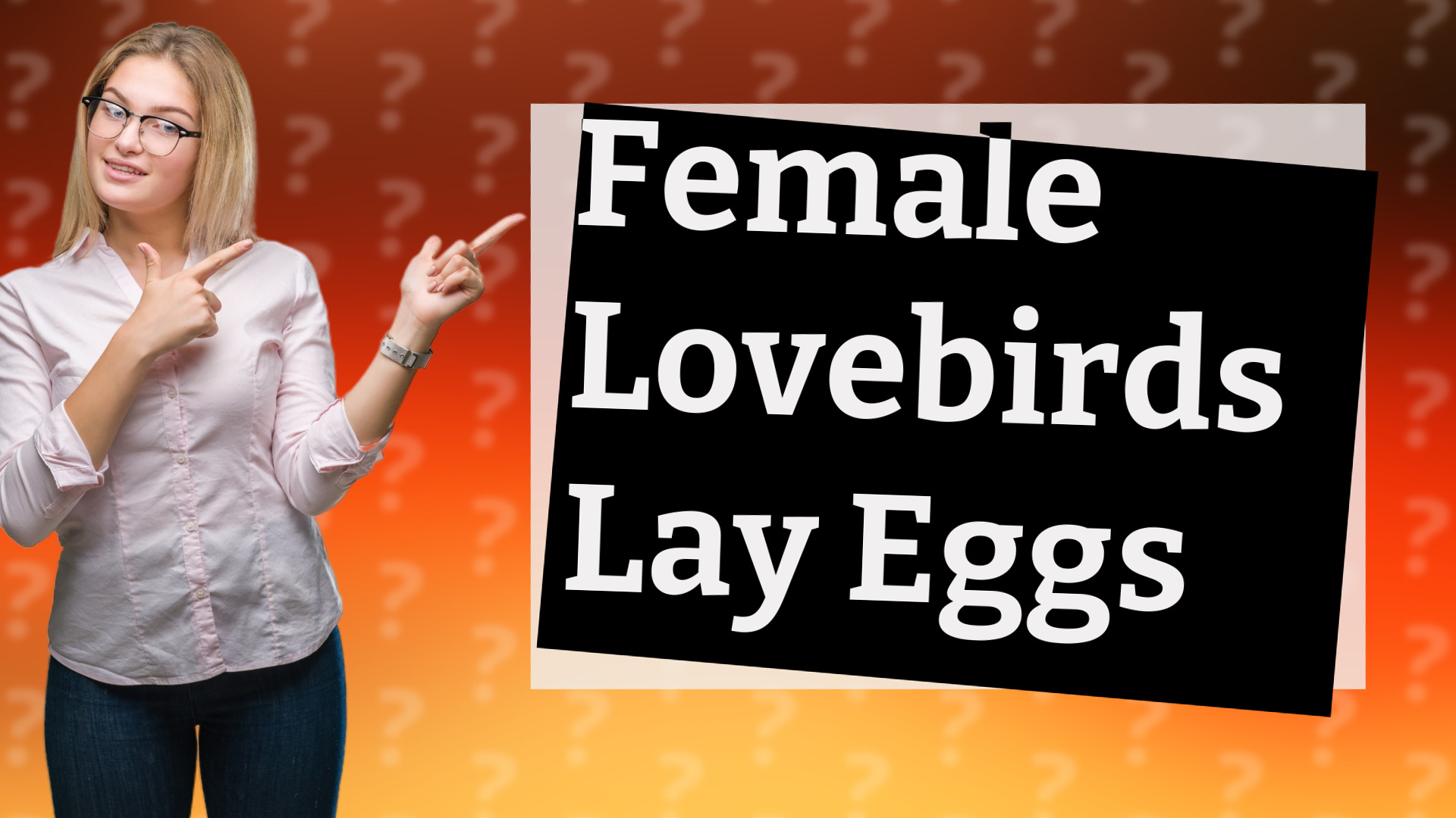 Female Lovebirds Lay Eggs