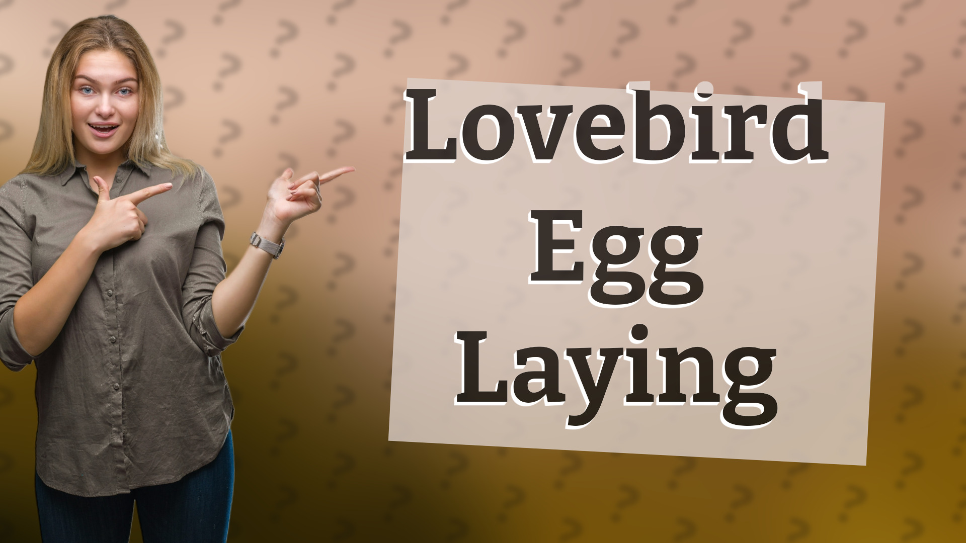 Lovebird Egg Laying