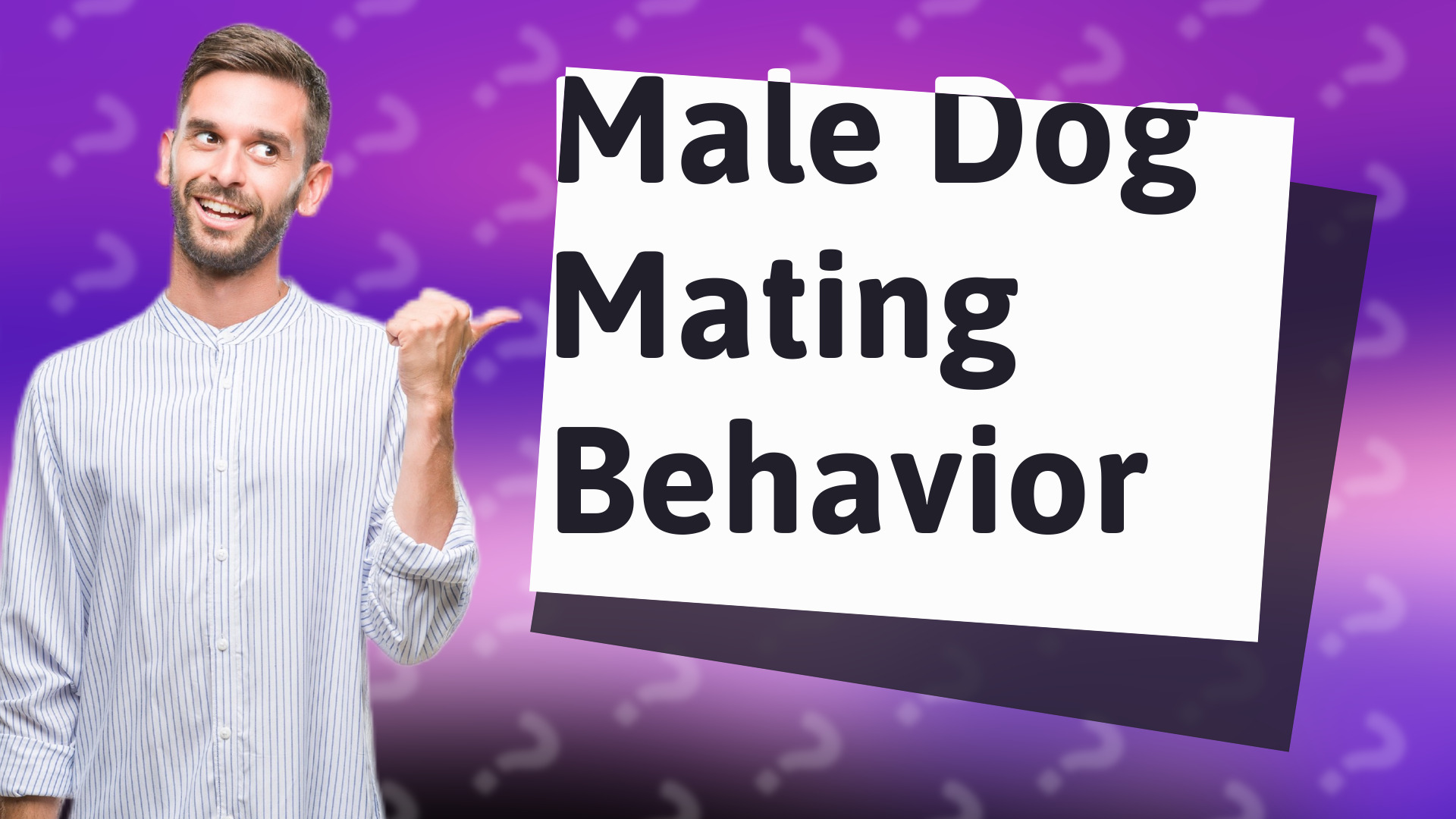 Male Dog Mating Behavior
