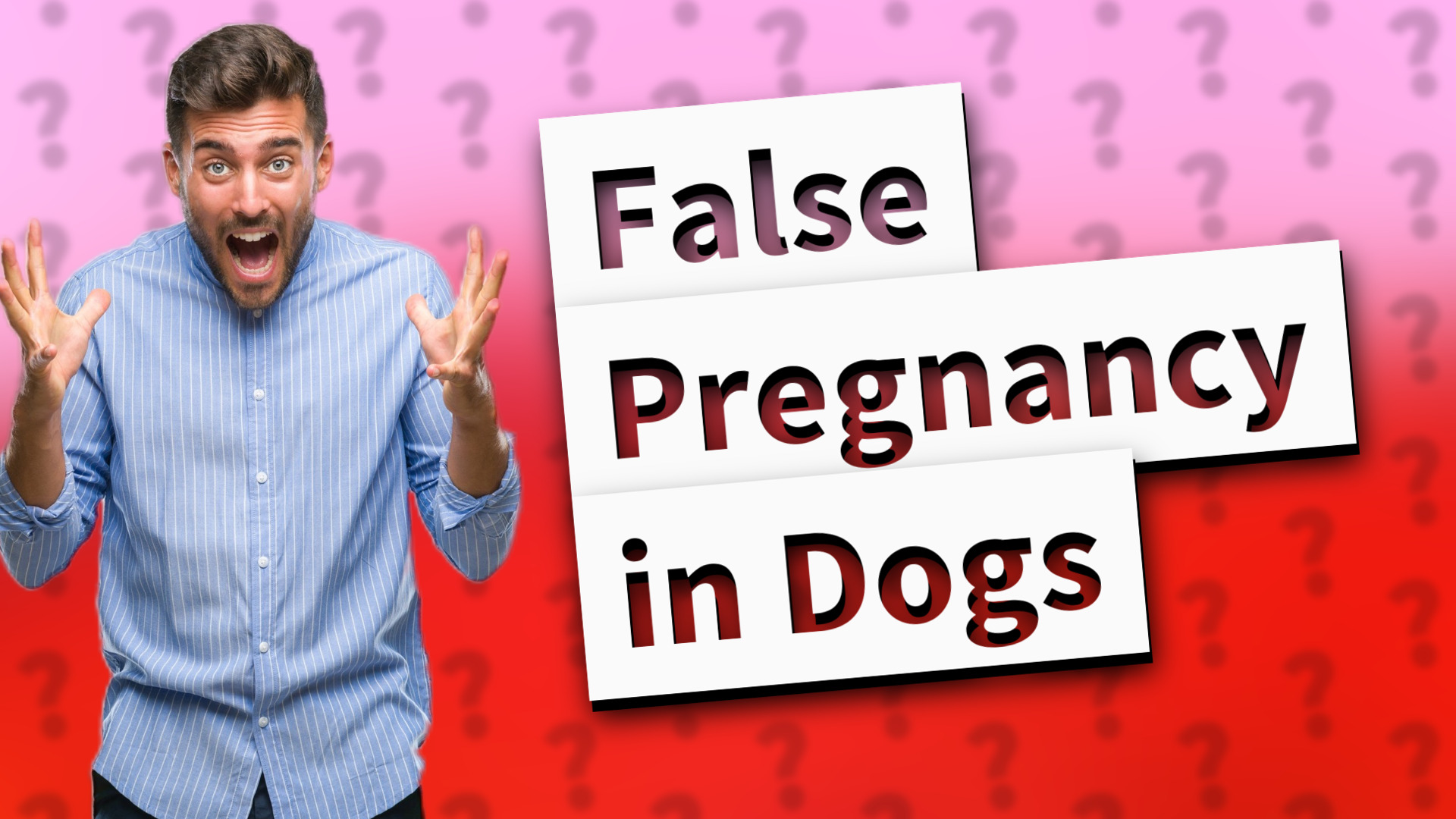 False Pregnancy in Dogs