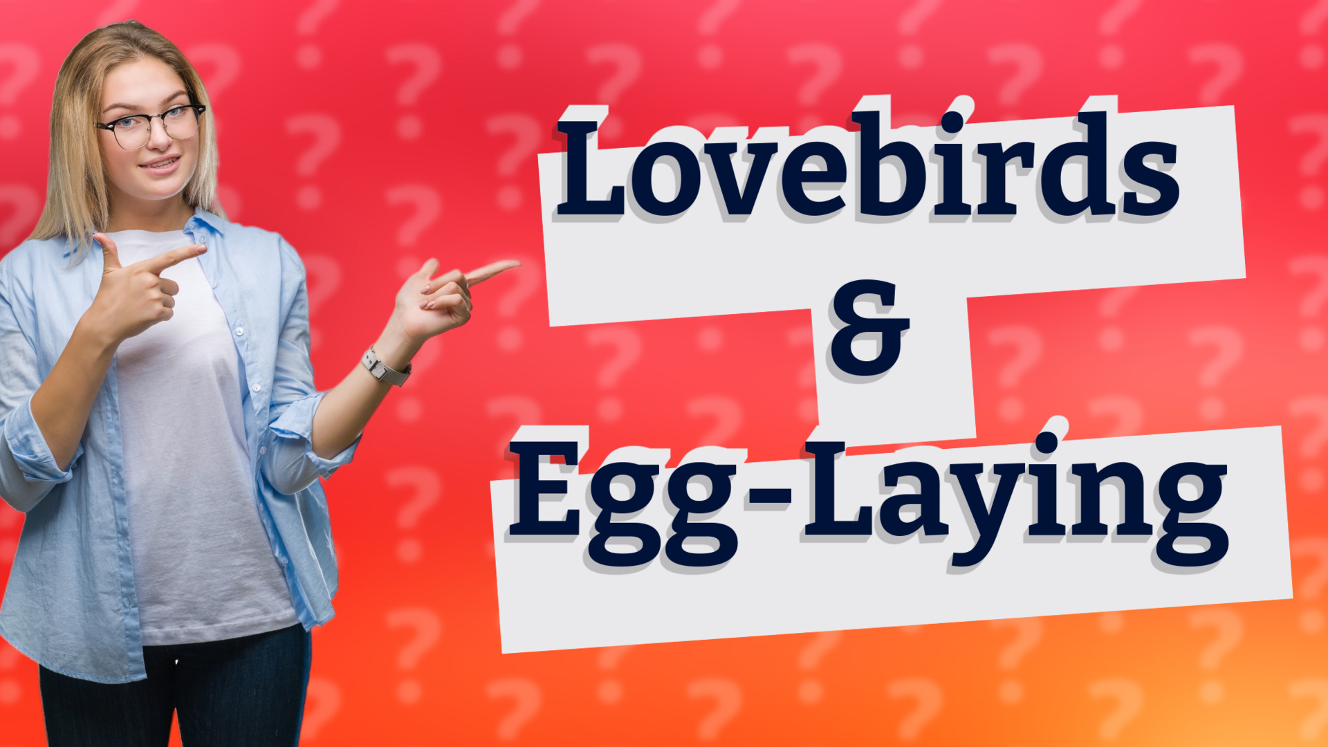 Lovebirds & Egg-Laying