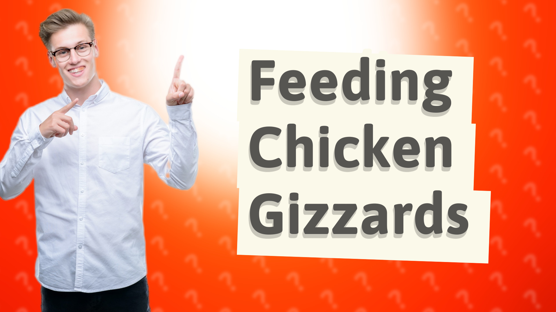 Feeding Chicken Gizzards