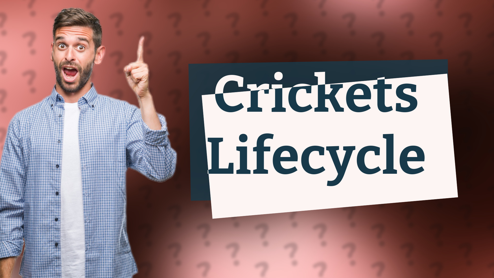 Crickets Lifecycle